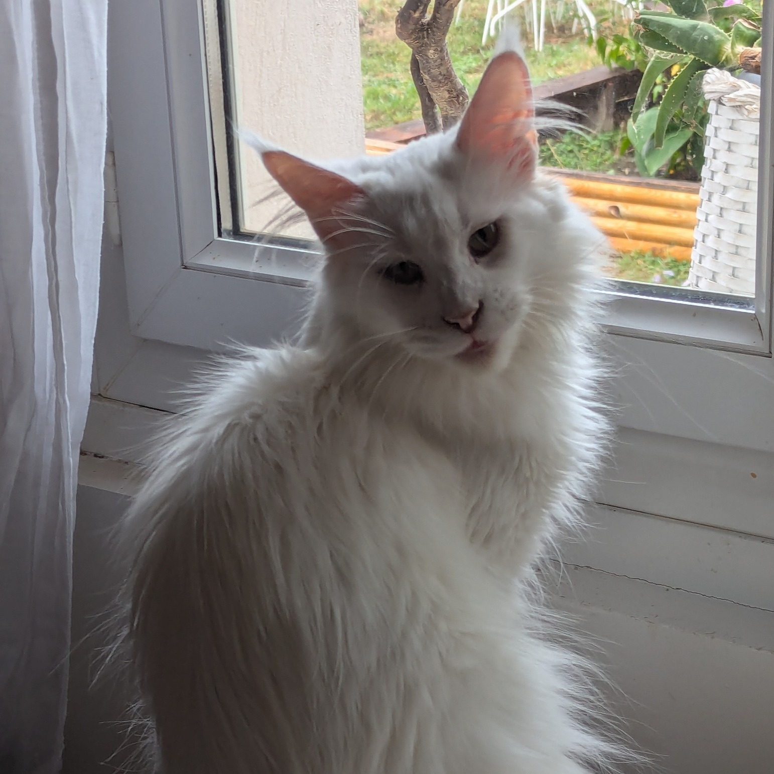 đŸ Besoin dâune solution de garde pour votre animal ? đŸ
Les beaux jours arrivent et avec eux les absences, week-ends et dĂ©placements⊠đż
Je propose des solutions de garde personnalisĂ©es pour vos chiens et chats, dans un cadre rassurant et bienveillant đ¶đ±
⚠Mes disponibilités en avril :
đ
du 1er au 2 avril
đ
du 13 au 30 avril
đ Ce que je propose :
âą Garde Ă domicile ou visites
⹠Promenades adaptées
âą Respect du rythme et des habitudes de votre animal
âą Approche douce et bienveillante (comportement & bien-ĂȘtre)
âš Petit + LRocket :
Je peux également vous conseiller sur
âą lâalimentation
âą le bien-ĂȘtre
âą le comportement
đ pour une prise en charge vraiment globale de votre animal
đ Secteur : autour de SorĂšze / Revel (30 km)
đ© NâhĂ©sitez pas Ă me contacter en message privĂ© pour Ă©changer
ou via mon site : www.lrocket.frâ
đŸ Ă trĂšs bientĂŽt
Lisa â LRocket