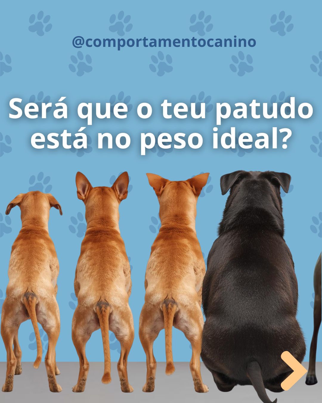 O peso do teu patudo vai muito além da estética, é um dos principais indicadores de saúde 🐾
Tanto o baixo peso como o excesso podem trazer consequências sérias, desde perda de massa muscular até doenças articulares, metabólicas e até redução da esperança de vida.
Manter um peso equilibrado é garantir mais energia, mais bem-estar e mais anos de vida ao lado da família 🤍
Se tens dúvidas sobre o estado corporal do teu patudo, procura ajuda. Pequenos ajustes fazem toda a diferença🐕