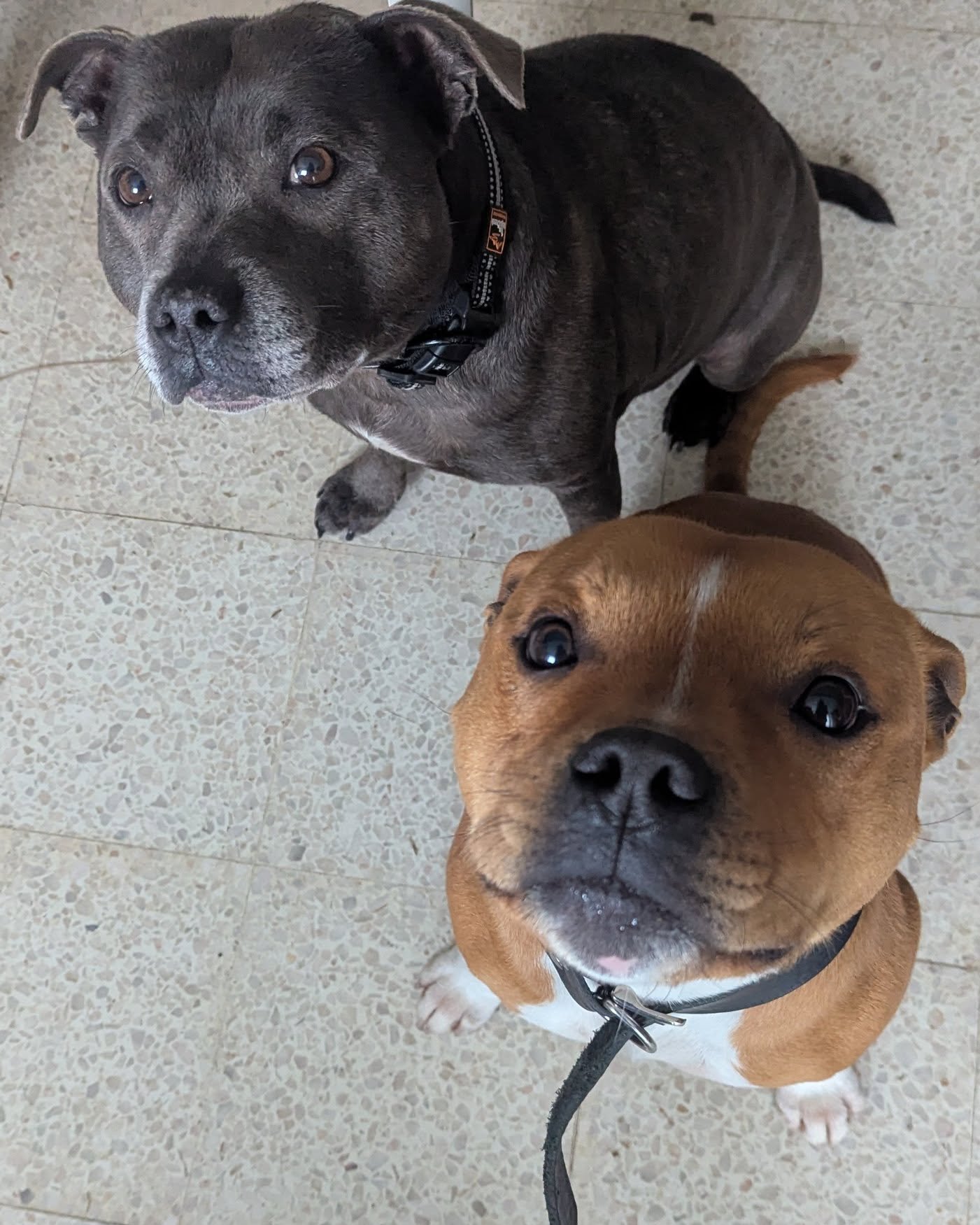 đŸ Et si les problĂšmes de votre animal nâĂ©taient pas juste ânormauxâ⊠mais un signal ?
Démangeaisons
Troubles digestifs
Fatigue
Stress
ProblĂšmes de peau (acnĂ©, dermatiteâŠ)
đ Ce ne sont pas des fatalitĂ©s.
Câest souvent le corps qui essaie de dire quelque chose.
En naturopathie animale, on ne masque pas les symptĂŽmes.
On cherche la cause.
â alimentation adaptĂ©e
â soutien du terrain (immunitĂ©, digestionâŠ)
â solutions naturelles (plantes, micronutritionâŠ)
â approche globale de lâanimal
Chaque animal est unique.
đ Donc chaque accompagnement lâest aussi.
Mon objectif ?
đ Aider votre animal Ă retrouver un Ă©quilibre durable
đ Et vous aider Ă mieux le comprendre
đConsultations en visio ou en prĂ©sentiel
đ© Me contacter en message privĂ© pour un premier Ă©change
www.lrocket.fr