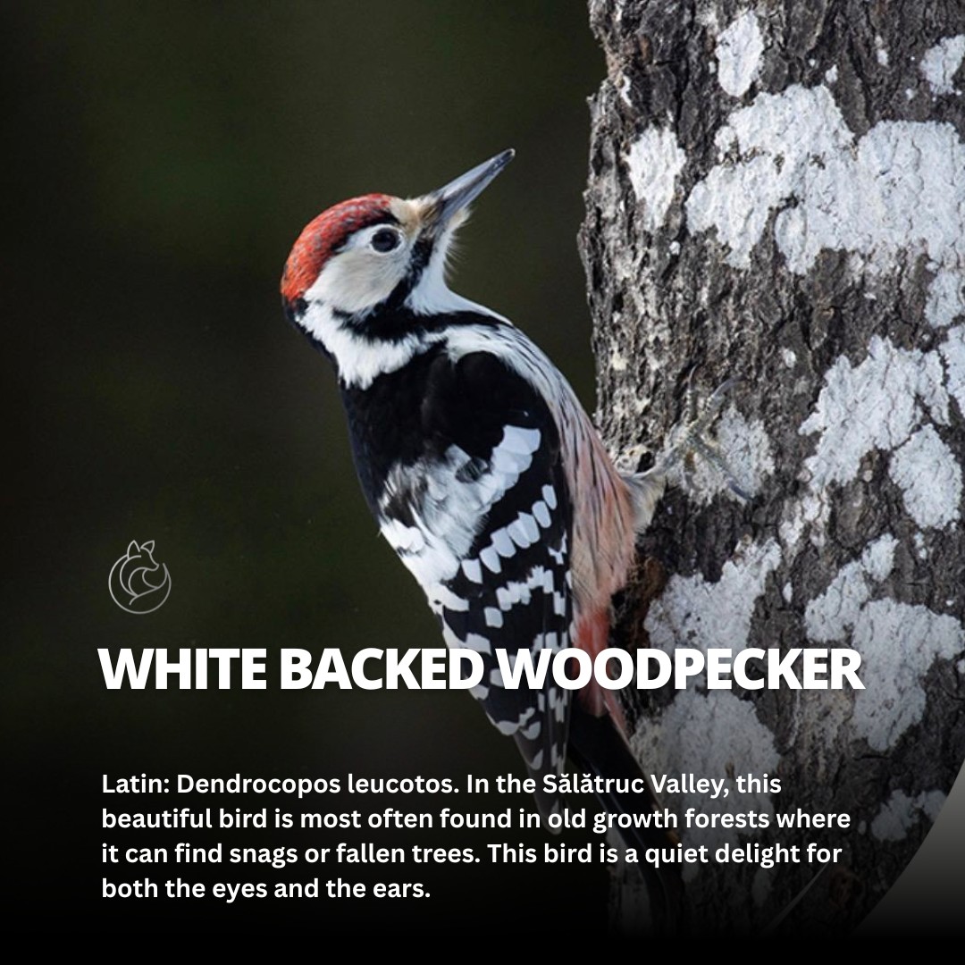 🇷🇴
Când a fost ultima dată când ai văzut o ciocănitoare? Dar una cu spatele alb?
Ciocănitoarea cu spate alb (Dendrocopos leucotos) este una dintre prezențele discrete ale codrilor seculari din Bucovina. O specie rară și protejată în multe părți ale Europei, trăiește acolo unde natura este lăsată să își urmeze cursul—unde copacii căzuți rămân nederanjați, iar viața continuă în ritmul ei firesc.
O poți recunoaște după spatele alb și contrastul puternic alb-negru. Un detaliu subtil face diferența: masculul are creștetul roșu, iar femela îl are negru. Preferă pădurile mature, bogate în lemn căzut, unde se hrănește cu insecte și larve ascunse sub scoarță și, uneori, cu semințe.
O poți auzi mai ales în liniștea dimineții sau spre seară—un ciocănit fin și ritmic, purtat peste vale.
Un semn că aici, pădurea este încă vie.
🇬🇧
When was the last time you noticed a woodpecker in the wild?
The White-backed Woodpecker (Dendrocopos leucotos) is one of the quiet residents of Bucovina’s old forests. A rare and protected species in many parts of Europe, it thrives where nature is left undisturbed—where fallen trees remain and life continues in its own rhythm.
You can recognize it by its striking black-and-white contrast and white back. A subtle detail makes the difference: the male has a red crown, while the female’s crown is black. It favors mature forests rich in deadwood, where it feeds on insects and larvae hidden beneath the bark, and sometimes seeds.
You’re most likely to hear it in the stillness of morning or toward evening—a soft, steady drumming carried through the valley.
A reminder that here, the forest is still alive.
🔗// Learn more in our bio link
#FoxChalet | #Bucovina | #ValeaSalatrucului | #WildlifeRomania | #SlowTravel | #NatureConnection | #Birdwatching | #DiscoverRomania #visitromania #visitbucovina #cazareinbucovina #visitsuceava #visitgurahumorului #molid #gurahumorului #roadtofoxchalet
