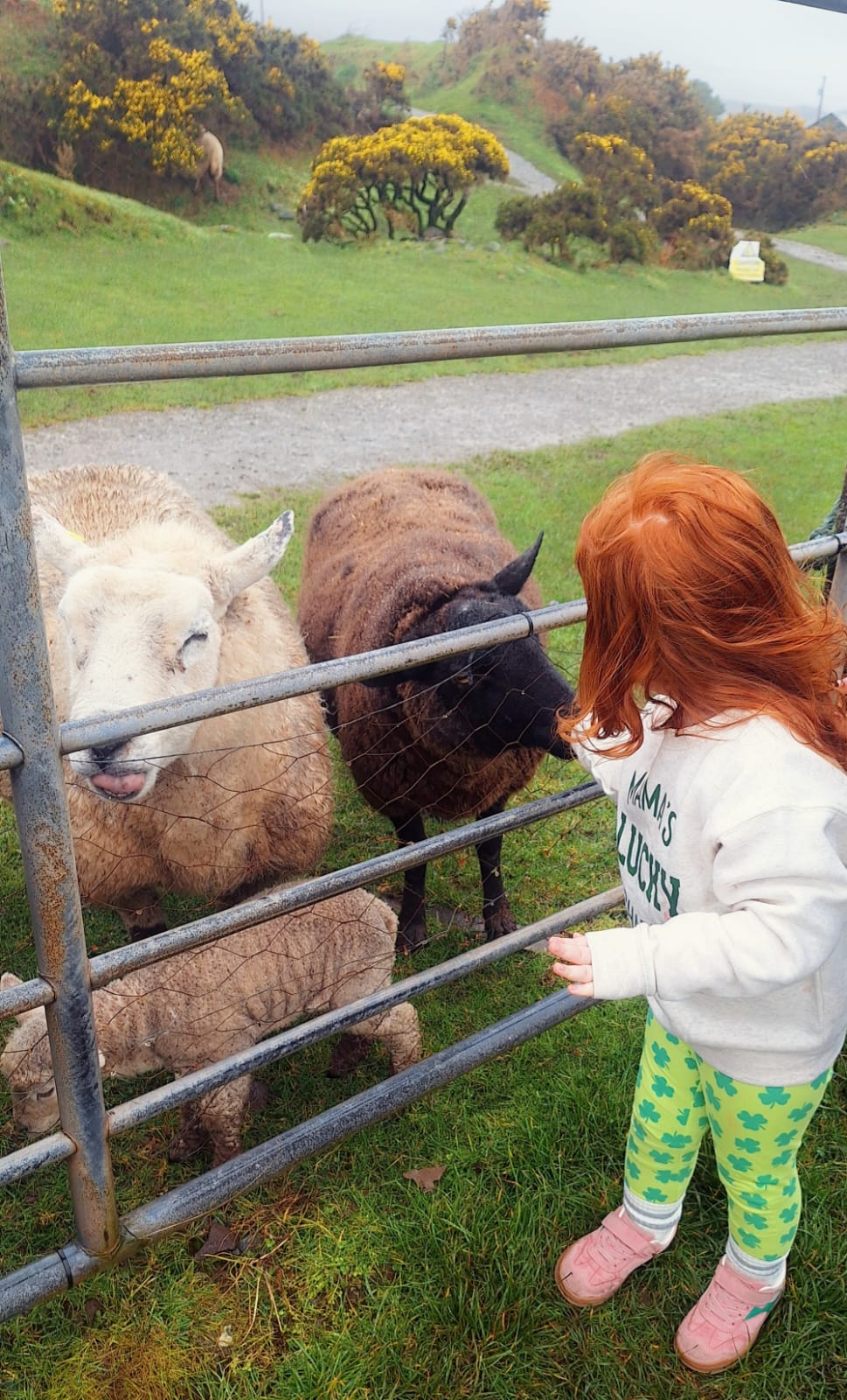 There is something so special about being out on the road in the West of Ireland, especially around St. Patrick’s Day. 🇮🇪✨
We’re currently midway through a 6-day journey with a lovely family, and honestly, the atmosphere in Dingle was just unbeatable. We’ve been skipping the main motorways to take the winding road over Connor’s Pass and catching the sea breeze at Loop Head Lighthouse.
It’s those quiet moments that stay with you... finding an ancient stone circle or just stopping the vehicle because the light hitting the hills is too good not to take a photo. 📸
Also, a huge thanks to our guide Thomas for capturing these great shots along the way! ☘️
#LittleGemTours #WildAtlanticWay #Ireland #TravelStories