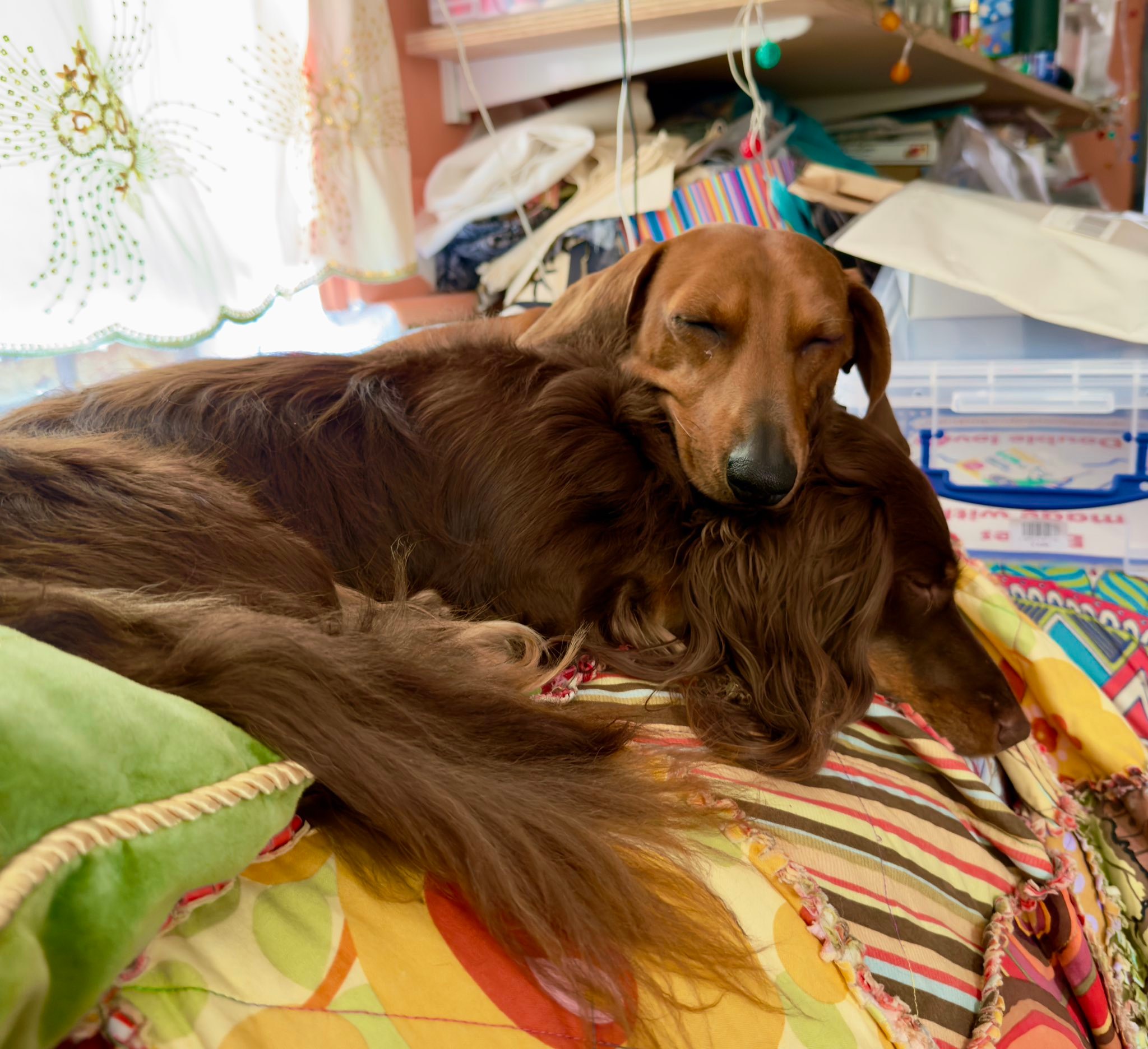 Picture of the day…. Fred and Bob 💙💙Mellymade Designs