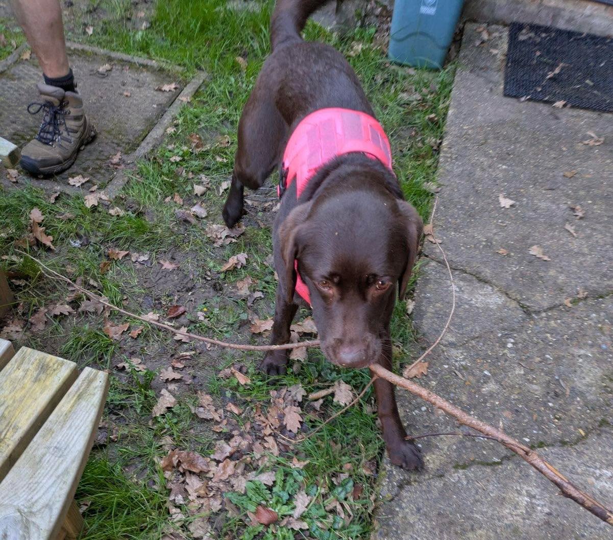 πΎ Meet Nala, our wonderful therapy dog, lending a helping paw at our Gaddesden site!
Today she joined our secondary students as they got stuck into clearing out the allotment space β and itβs safe to say she took her role very seriously (especially when it came to stick collecting! πΏπΆ).
Weβre so proud of our students for their teamwork and hard work, and grateful to Nala for bringing plenty of smiles along the way. π
#RedbournParkSchool #TherapyDog #SchoolLife #OutdoorLearning #Wellbeing #Teamwork