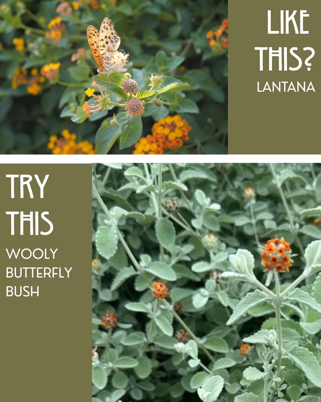 Like this? Try this instead.
Here are a few thoughtful plant swaps we’ve been loving lately. If you love the originals, we get it. We just wanted to share some fresh alternatives that may be more acclimated for our valley, and less expected. Please keep in mind that these recommendations are based purely on aesthetics, not care.
What do you think? Could you see any of these in your garden? If you want to see them in person, these recommended varieties are available at Mojave Bloom Nursery. Stop by any day of the week. We'd love to see you!