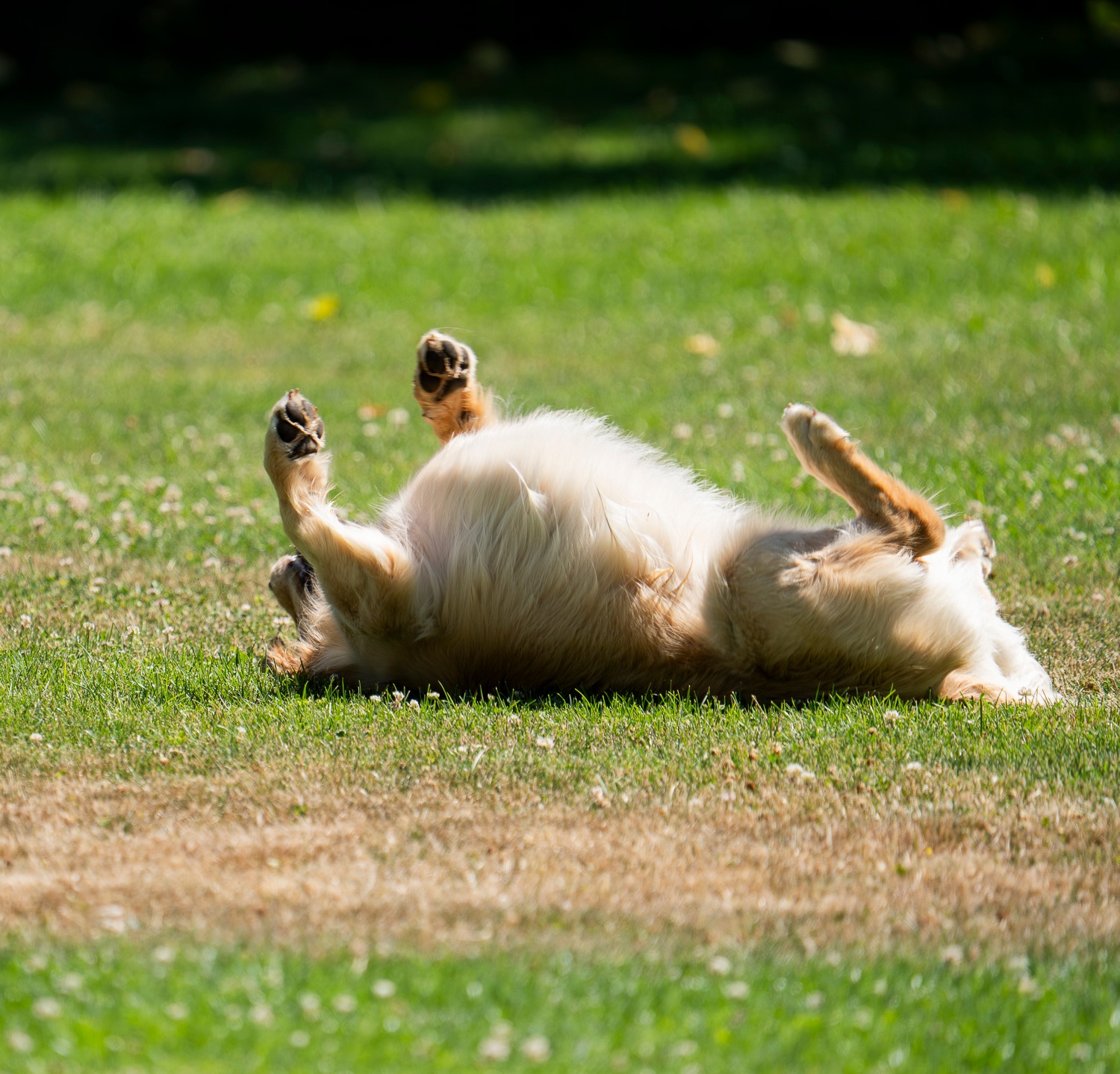 Spring Break = officially activated 😜🌷
Happy first day of spring, everyone! Sunshine, fresh air, and lots of waggin' tails ahead 🌼
Do you have a vacation coming up? Let your dog have a vacation of their own! We invite your pups to come play, stay, and hang with our crew this season! Visit us online to learn more about our daycare and over night boarding services 🤗
🔗 www.CascadePetCamp.com
📲 (541) 354-2267
📍3085 Lower Mill Dr
Hood River, OR 97031