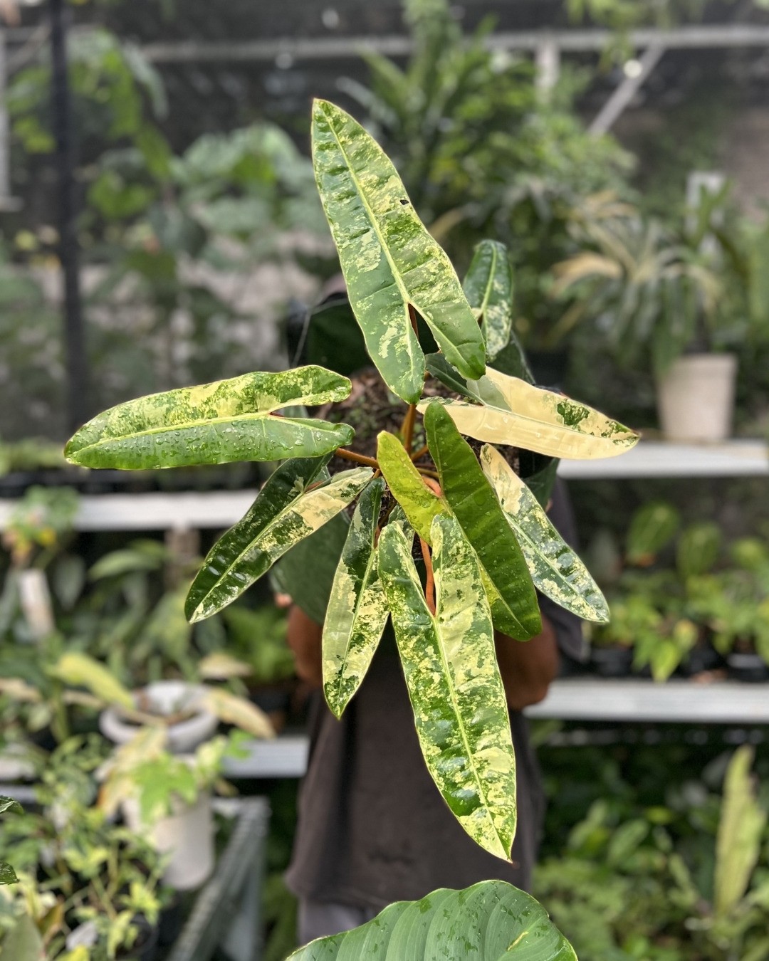 Philodendron Billietiae Variegata 🌿✨
Rare, bold, and instantly elevates your space.
Perpaduan hijau–kuning yang unik bikin tampil beda & super aesthetic. Cocok untuk kolektor maupun pecinta tanaman tropis.
Limited stock, siap bawa pulang?
DM sekarang sebelum kehabisan!
#philodendronbillietiaevariegata #rareplantsindonesia #tanamanhias #variegatedplants #urbanjungle #tanamanlangka
