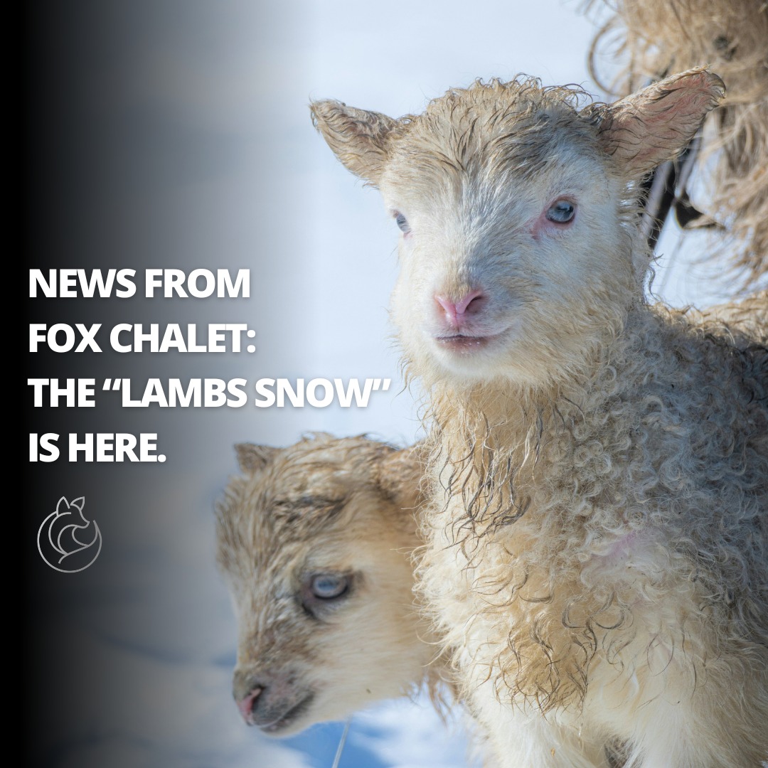 🇬🇧
We call it the lambs’ snow — zăpada mieilor.
A quiet return of winter, arriving just as new life begins.
In Bucovina, seasons don’t rush. They overlap, soften into one another.
And sometimes, the most beautiful moments are the ones in between.
Fox Chalet was placed here for that exact feeling.
🇷🇴
Noi îi spunem zăpada mieilor.
O întoarcere liniștită a iernii, chiar când începe viața nouă.
În Bucovina, anotimpurile nu se grăbesc. Se ating, se așază unul în altul.
Iar cele mai frumoase momente sunt, uneori, cele dintre ele.
Fox Chalet este aici pentru exact această stare.
🔗// Learn more in our bio link
#FoxChalet | #Bucovina | #ValeaSalatrucului | #SlowTravel | #NatureRetreat | #RomaniaNature | #MountainLife | #SeasonsChange | #HiddenRomania #theroadtofoxchalet #cazareinbucovina #viziteazabucovina