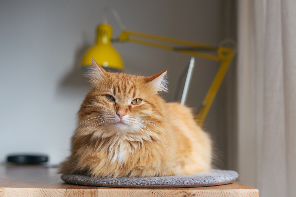 🐾 Wellness Wednesday 🐾
🚨 Urinary blockages in male cats are an EMERGENCY 🚨
Male cats have very narrow urethras that can easily become blocked by crystals and mucus. When this happens, urine cannot pass, toxins build up, and it can become fatal within days. Immediate veterinary care is critical.
This condition is often linked to FIC (feline idiopathic cystitis), often triggered by stress or changes in their environment.
Signs to watch for >>
‼️Straining to urinate
‼️Little or no urine
‼️Blood in urine
‼️Urinating outside the litter box
‼️Crying or, hiding
‼️Licking at urinary opening
👉 If you notice any of these signs, contact your vet immediately.
#blueberrycreekvet #urinaryblockageincats #felinecare #vetmed #perthontario #petsofperthontario #petemergency #felineemergency