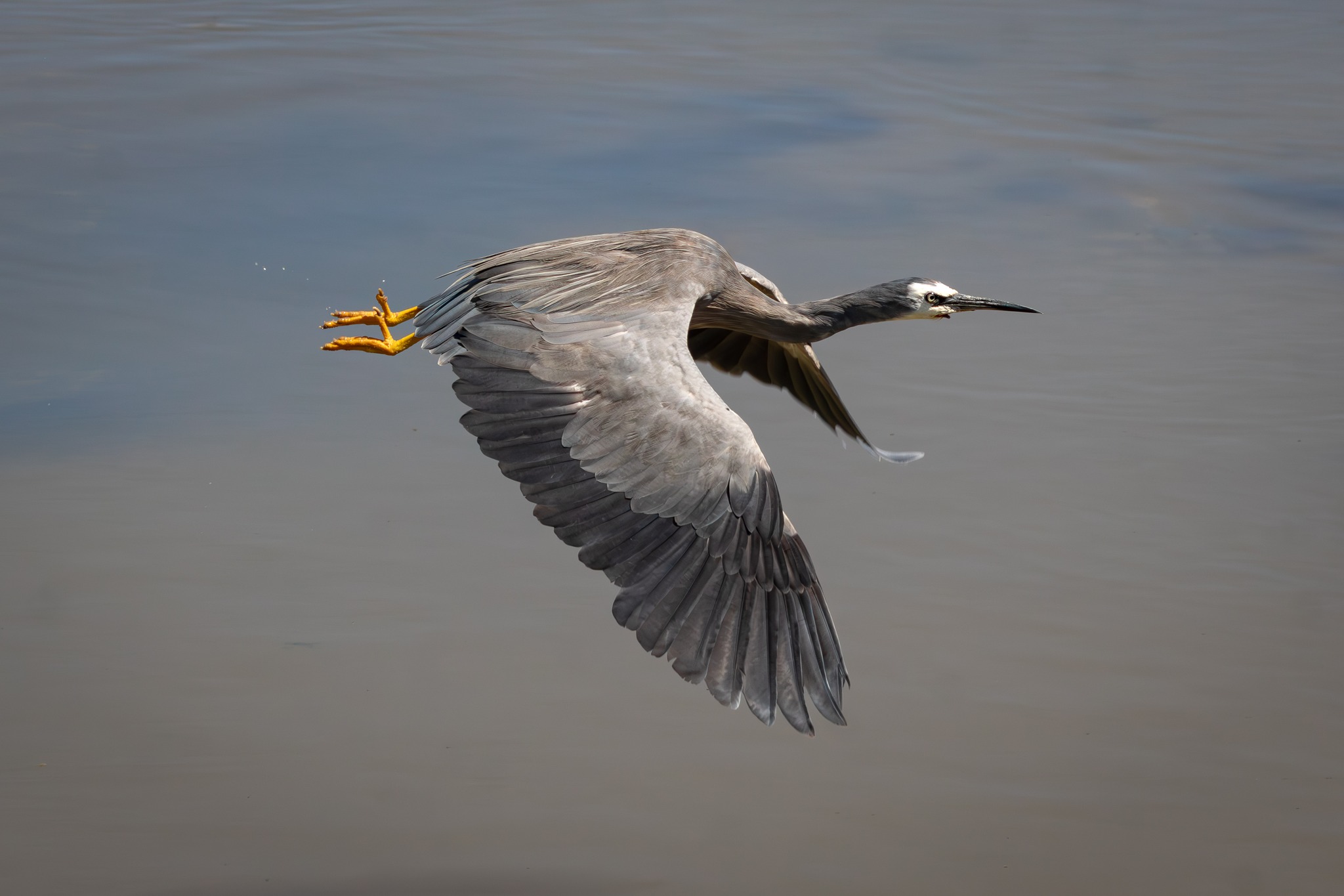 Congratulations to Ellie Morgan for taking out first place in this years Waimakariri Nature Photo Competition with her beautiful shot 'Heron on a mission' - taken at Kairaki.
We received a lot of excellent entries this year and are amazed at the amount of talented photographers in Waimakariri who keep a look out for our nativewildlife.
Check out all the winning photos here:
https://www.wbt.org.nz/2025-26-winners