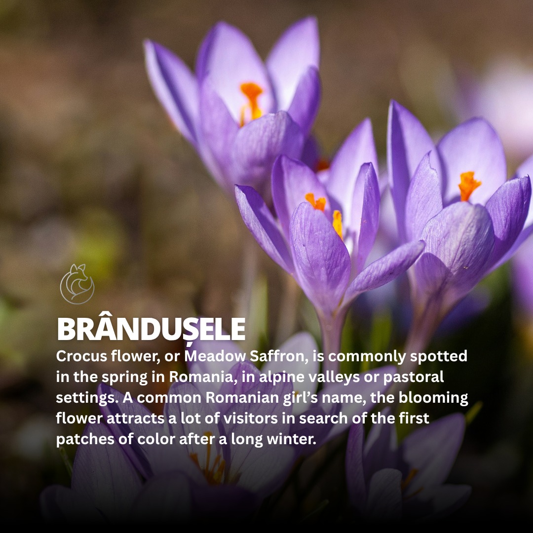 🇬🇧
This is the moment in Bucovina when the land gently wakes.
Snow melts into soft earth, and the first flowers begin to appear—quiet, but impossible to miss. It’s a short window, this early spring spectacle.
And it asks only one thing of you: to step outside and notice.
Join us at Fox Chalet and experience it from the heart of the valley.
🇷🇴
Acesta este momentul în Bucovina când natura se trezește la viață.
Zăpada se topește, iar primele flori își fac apariția—discret, dar imposibil de trecut cu vederea. Este o fereastră scurtă, acest spectacol al primăverii timpurii...
Și îți cere un singur lucru: să ieși afară și să observi.
Vino la Fox Chalet și trăiește acest spectacol chiar din inima văii Sălătrucului.
🔗// Learn more in our bio link
#FoxChalet | #Bucovina | #ValeaSalatrucului | #PrimavaraInBucovina | #NaturaSeTrezește | #CalatorieLenta | #RomaniaFrumoasa | #ViataLaMunte #primavara #spring #branduse #theroadtofoxchalet #visitromania #visitbucovina #gurahumorului