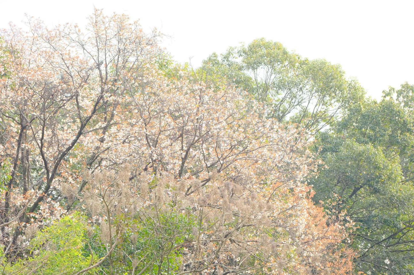 山桜が開花しています
さいわいのもり
墓園管理法