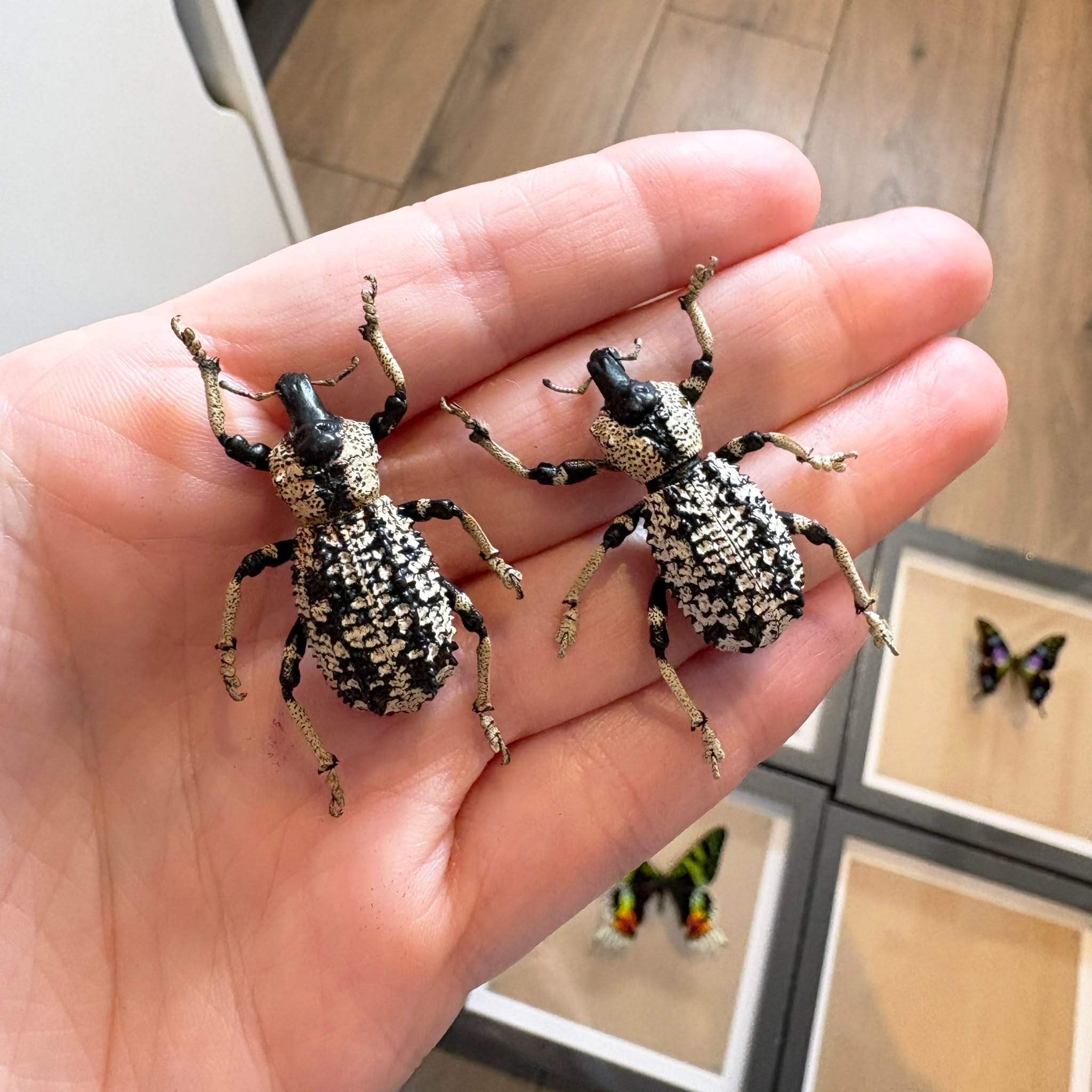 Black & white perfection. 🖤🤍
These incredible Madagascan weevils are now available on the website as a pre-order and I only have 3 available.
Known for their bold, contrasting pattern and distinctive snout. Weevils belong to one of the largest and most diverse beetle families on Earth, with tens of thousands of species worldwide.
Produce is linked in our bio!
#entomology #weevil #beetlecollection #insectart #curiositycabinet #naturalhistory #odditiesandcuriosities #insectcollector #taxidermyart #deadsetco