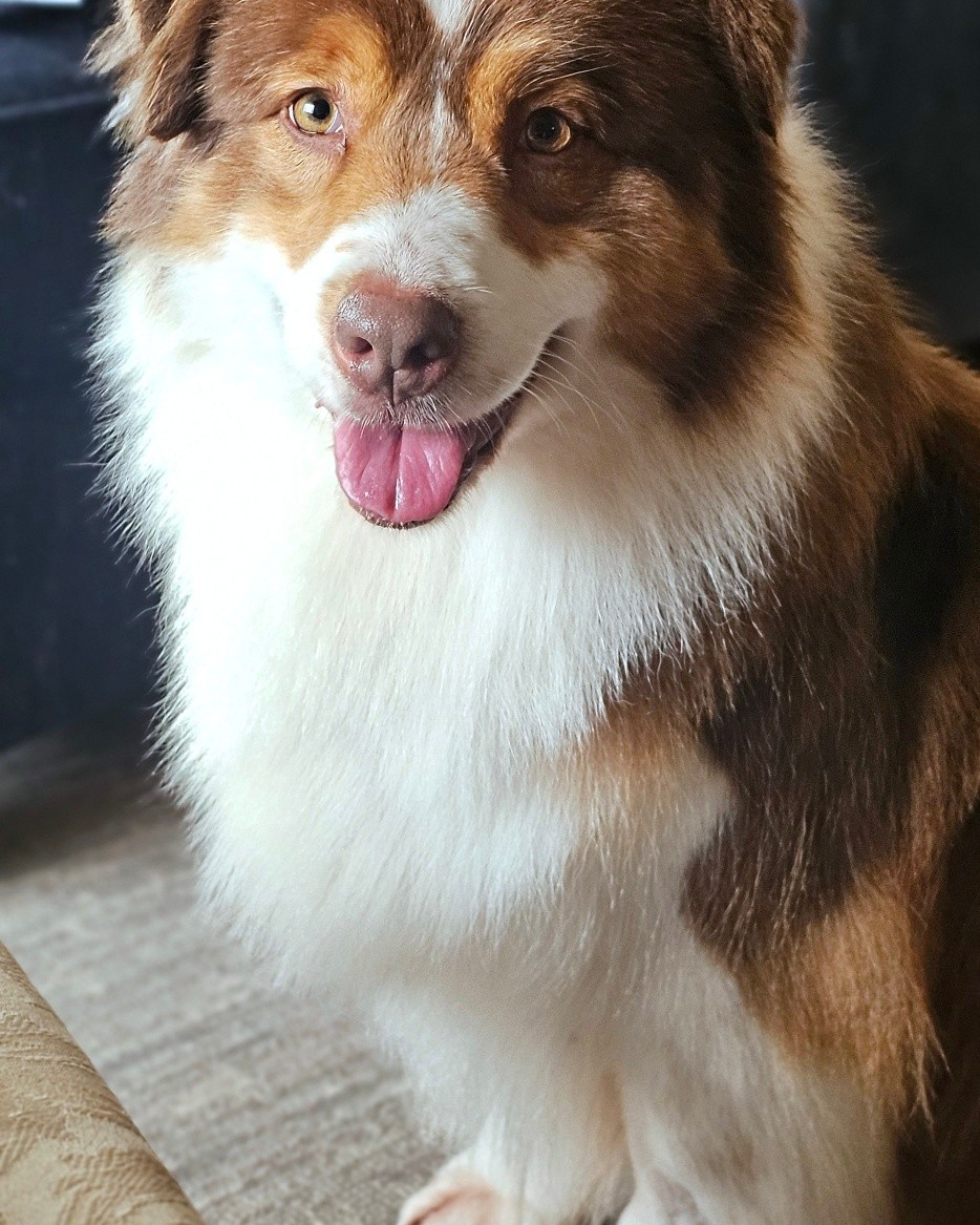 Tyra had a spa day today, she's such a beauty 🥰
We're so thankful she's here with us🫶🏻 Wenlisa Aussies and Corgis
CH Wenlisa's Undercover Model (Grimm x Easy)