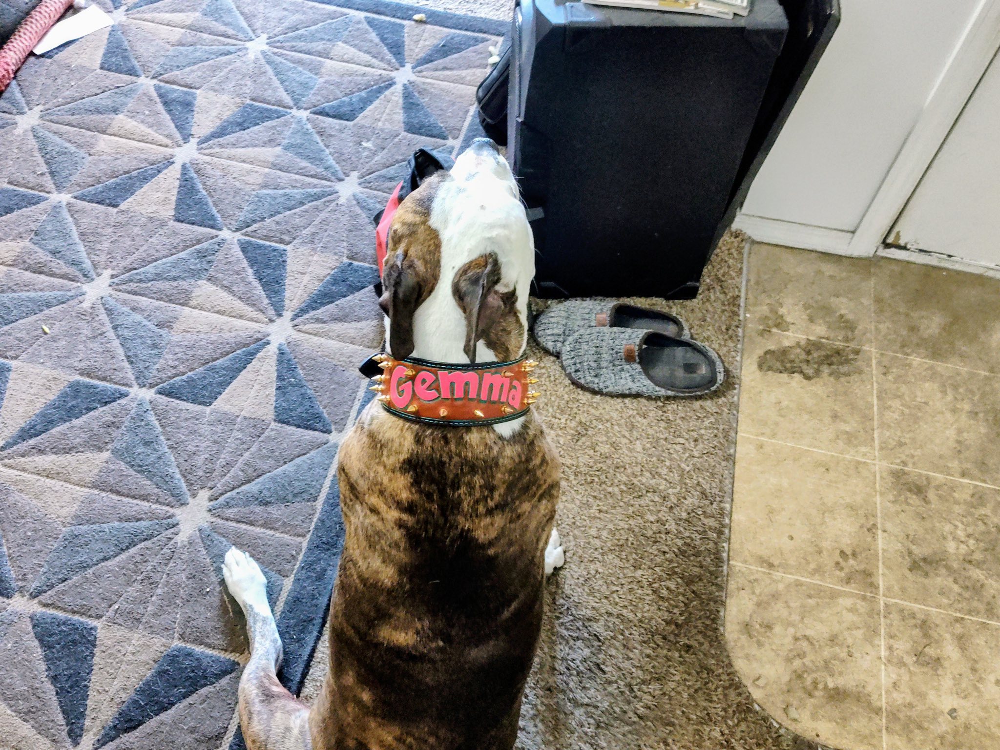 Gemma’s human sent these pics over. I think she likes it! 🫶💪🤩
#Caninewithclass 
#prettyinpink
#Gemma
#customcollar
#leathershit