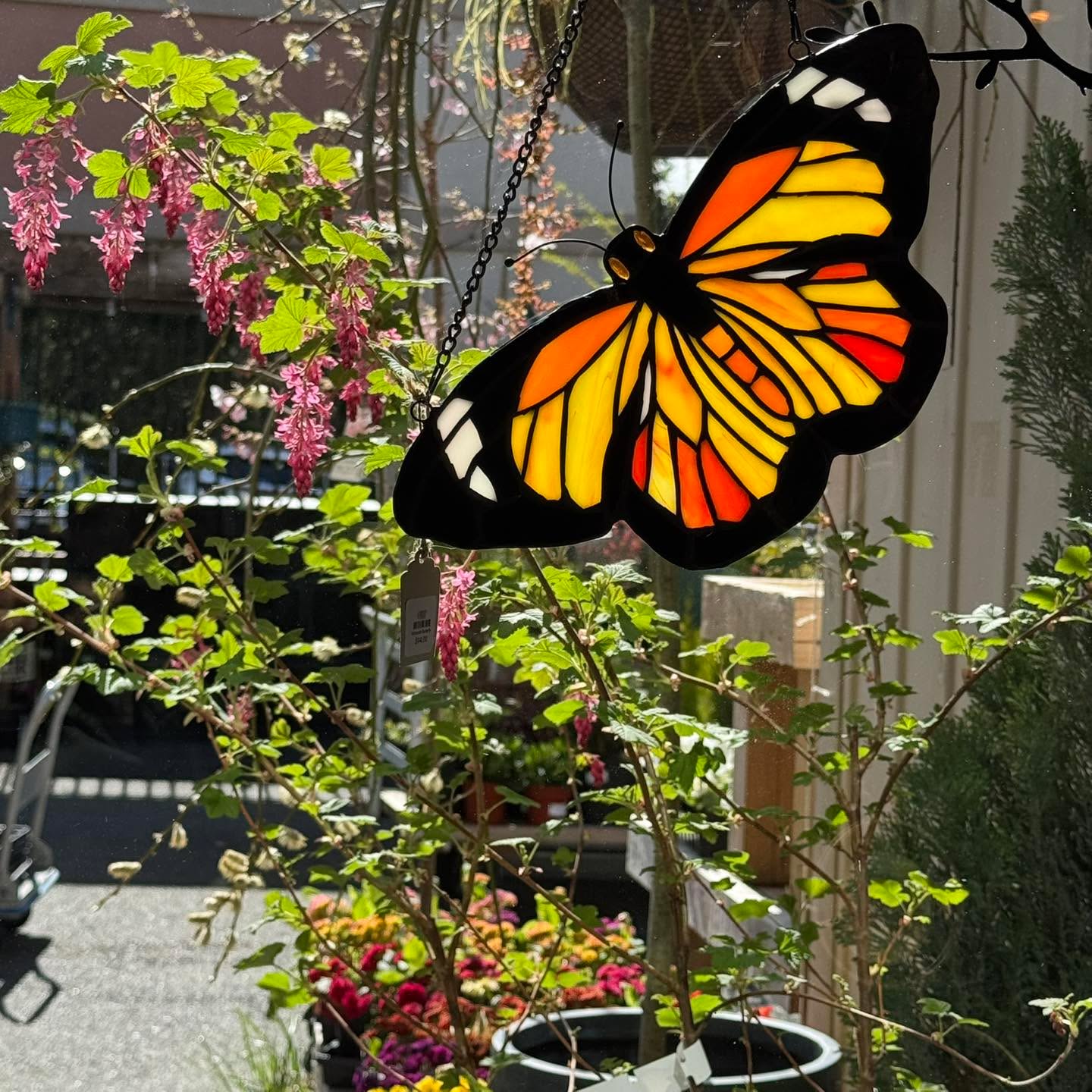 It’s looking D’Vine around here 😍 🙌🌱 We’re working hard to bee your one stop neighborhood garden shop this Spring!! 🐝 🐧Fresh this week: More, more, and more!
👉Restock on the amazing saltspringseeds
👉Climbing vines
👉Fresh veggie 6-packs
👉Plenty of perennials
👉Juicy new house plants
and… and… 🤣 🌸🌼
📍Open Daily: #101 - 2517 Bowen Rd. Nanaimo