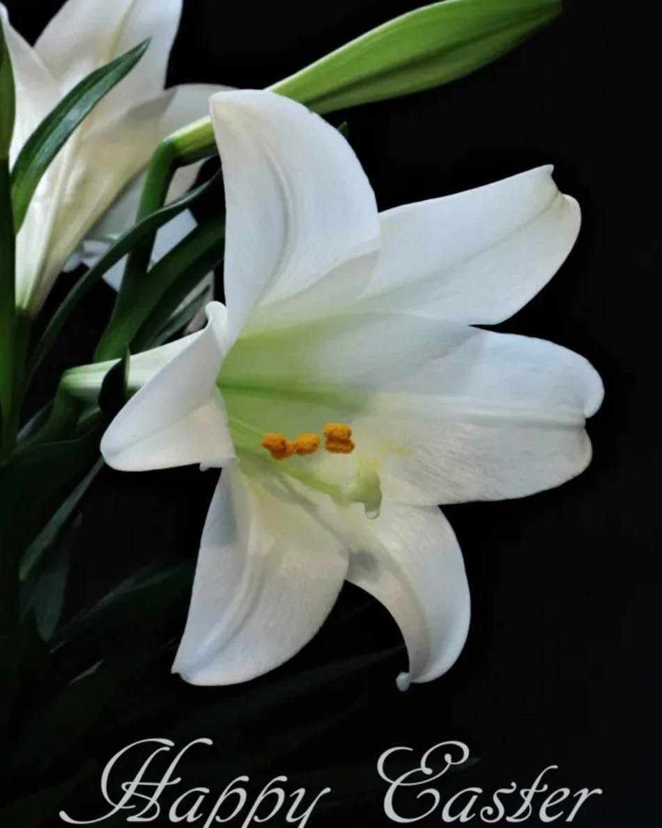 Happy Easter everyone! 🐣🌸
Wishing you a beautiful day filled with family, joy, and a little spring sunshine. Thank you for supporting our small business! 💛
#MudCreekSoapery #EasterWeekend #HappyEaster