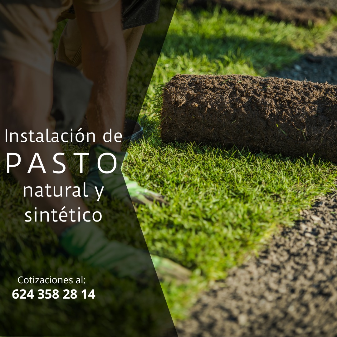 En Jardinería Mirandas te ayudamos a transformar tu jardín, patio o cualquier espacio exterior con pasto de alta calidad, ya sea natural o sintético, según tus necesidades.
✔ Pasto natural para un entorno fresco y vivo
✔ Pasto sintético ideal para bajo mantenimiento
✔ Instalación profesional y acabados de calidad
✔ Soluciones para casas, negocios y áreas con alberca
Dale a tu espacio una imagen más verde, limpia y atractiva todo el año.
📞 Solicita tu cotización: 624 358 2814