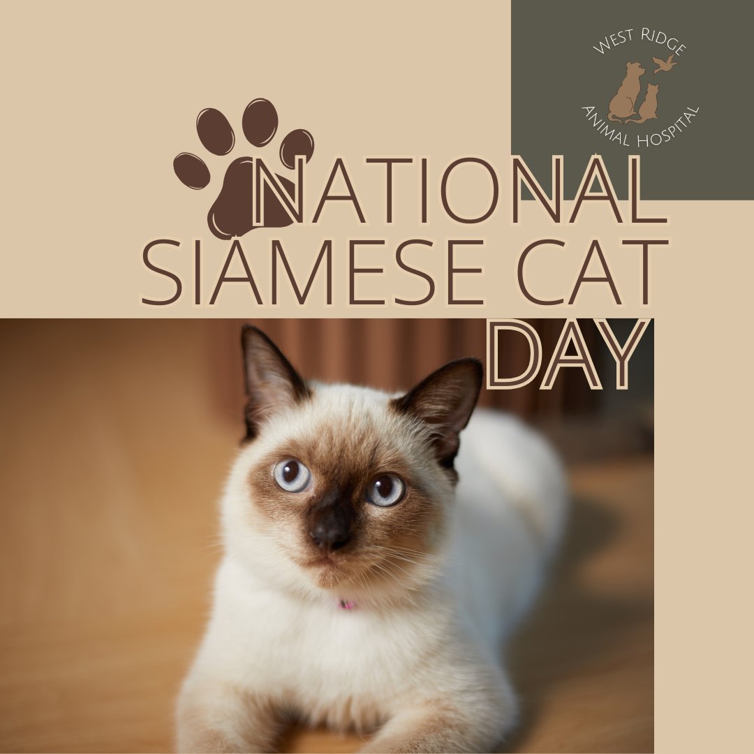 Calling all the chatty cats!
Siamese are known for their "dog-like" loyalty and very loud opinions.
Does your Siamese have a lot to say during their visits to the Animal Hospital? 🐱💬
#SiameseCatDay #TalkativeCats #WRAHWarriors