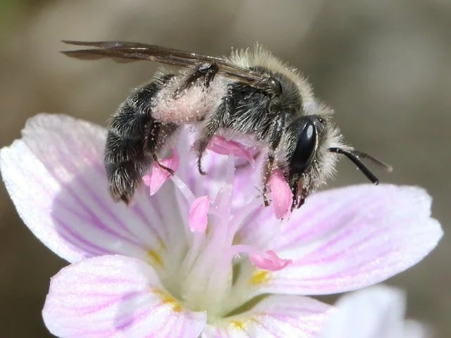 Meet the Spring Beauty Miner Bee 🌼🐝
This native bee emerges for just a few weeks each spring—and spends that time visiting one special wildflower: spring beauty.
These bees rely on spring beauty flowers for pollen, making them important partners in helping the plant reproduce.
A few cool facts:
�🐝 They’re ground-nesting native bees�
🐝 Their adult life above ground lasts only a few weeks�
🐝 They’re gentle and focused on gathering pollen—not bothering people
Short season, big impact. These tiny bees help kick off spring for pollinators and wildflowers alike. 🌸
#nativebees #bees #savebees #protectpollinators