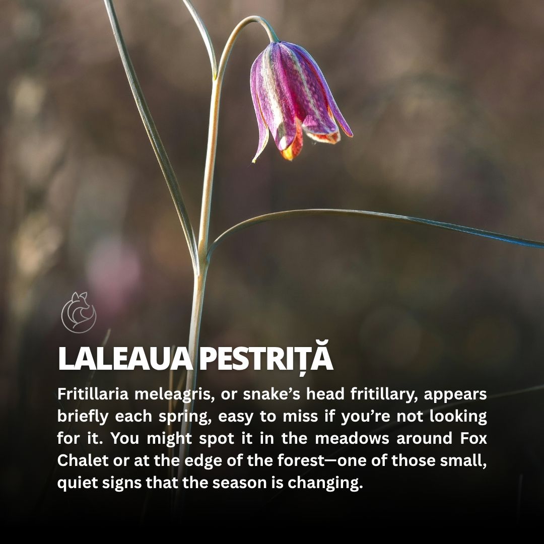 🇬🇧
Spring doesn’t look the same from one day to the next in Bucovina.
Some flowers appear briefly, then fade. Birds return, and the forest begins to sound different. It’s the kind of place where biodiversity isn’t a concept — it’s something you notice without trying.
🇷🇴
Primăvara nu arată la fel de la o zi la alta în Bucovina.
Unele flori apar pentru puțin timp, apoi dispar. Păsările revin, iar pădurea începe să sune diferit. E genul de loc unde biodiversitatea nu e un concept — e ceva ce observi, fără să cauți.
📍 Molid, Bucovina
📞 +40 766 649 645
#FoxChalet | #FoxChaletBucovina | #Bucovina | #DescoperaBucovina | #Biodiversitate | #NatureEscape | #SlowTravel #theroadtofoxchalet #visitromania #wildflowers #wildcarpathia #muntiicarpati #visitbucovina