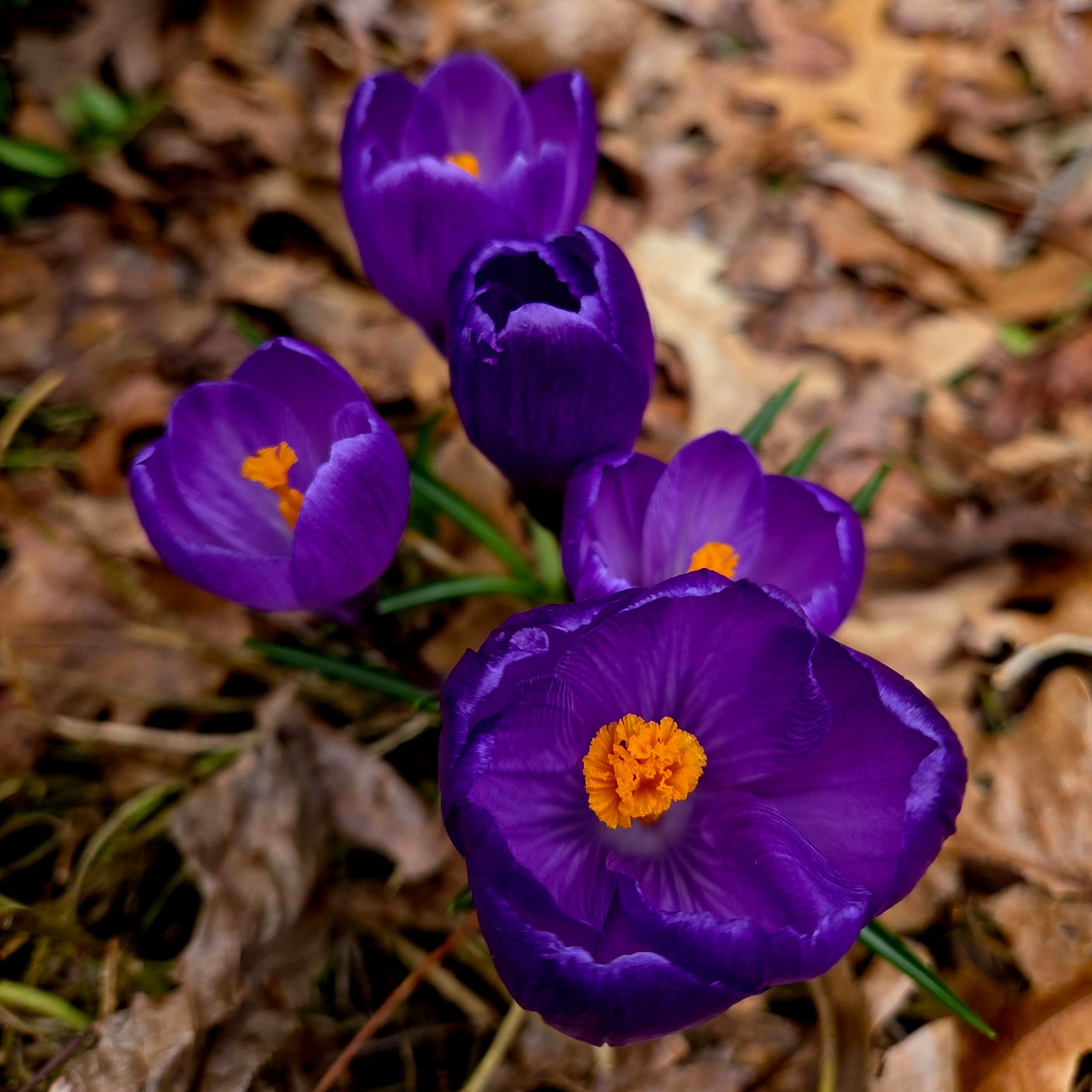 Finally, the garden is waking up!
After months of winter stillness, the gorgeous blooms of Crocus and Hellebores appear almost overnight. They open to the sun, reminding us that the landscape is waking up again, bringing early color and an essential first food source for emerging pollinators. Including these early spring bloomers is a wonderful way to add cheer to your perennial garden at the very start of the season.
What are you seeing in your garden this spring?
#SpringGarden #Crocus #Hellebores #GardenInspiration #NewEnglandGardens #AngieVergeLandscapeDesign