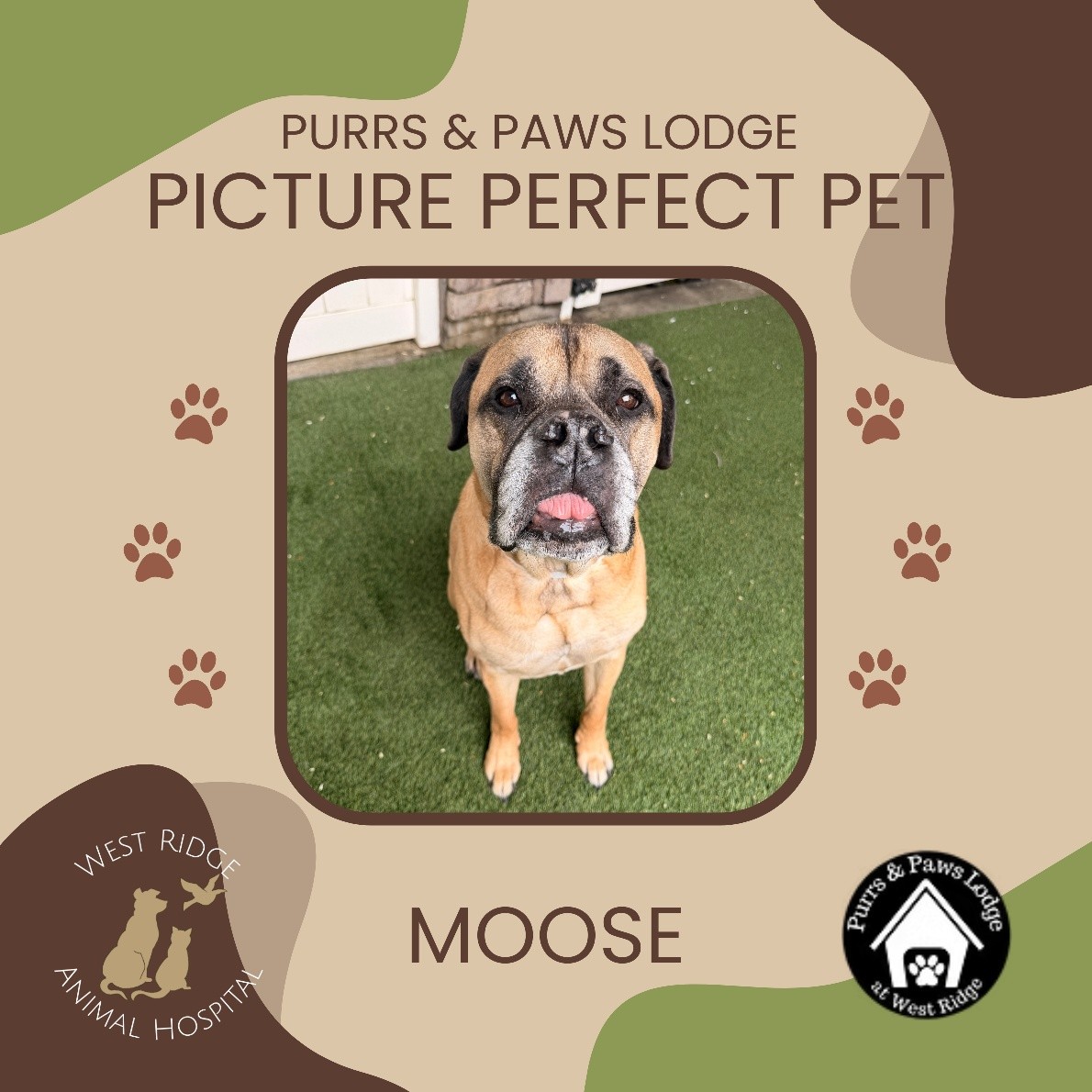 🐾 April Boarding Pet of the Month: Meet Moose! 🐾
We are so excited to kick off our new monthly tradition of highlighting one of our wonderful boarding guests! For the month of April, please give a big "paws up" for the one, the only... Moose! 🫎🐕
Our boarding team spends a lot of time with this big guy, and it’s safe to say he has stolen all of our hearts. Here is what his fan club has to say:
"He may not be able to talk but he is such a great boy to be around, especially when you just need a moment to take a breather. He is adorable and sometimes doesn't know his own size when giving him affection and attention! He also has the cutest face I have seen with his little teef! 🦷"
— Faith, Boarding Attendant
"Moose is just the gentlest giant. He’s always letting his tongue stick out in the cutest way, and he could sit for hours soaking up all the pets you’re willing to give. Being loved on is his favorite thing in the world. He is a perfect best friend! 👅"
— Elizabeth, Boarding Attendant
Whether he’s showing off his "teef" or leaning in for some extra snuggles, Moose makes every day at West Ridge a little brighter. We love having him as part of our boarding family!
Help us celebrate Moose by leaving a ❤️ in the comments!
#WestRidgeAnimalHospital #GreeleyCO #PetOfTheMonth #BoardingLife #GentleGiant #MooseTheDog #GreeleyPets #OurFamilyCaringForYours