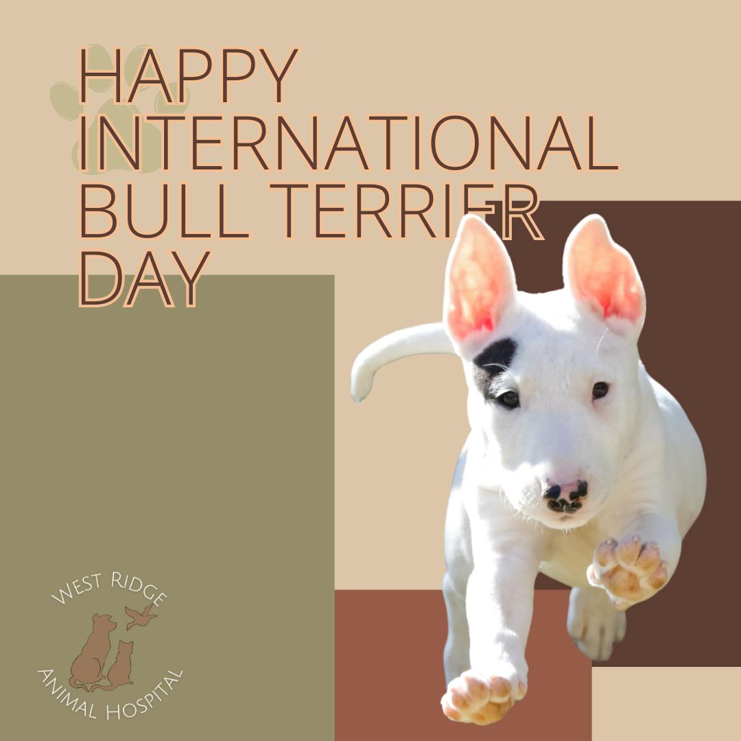 Those distinctive profiles and "egg-heads" are unmistakable!
Happy International Bull Terrier Day to our spunky, clownish patients.
We love your big personalities!