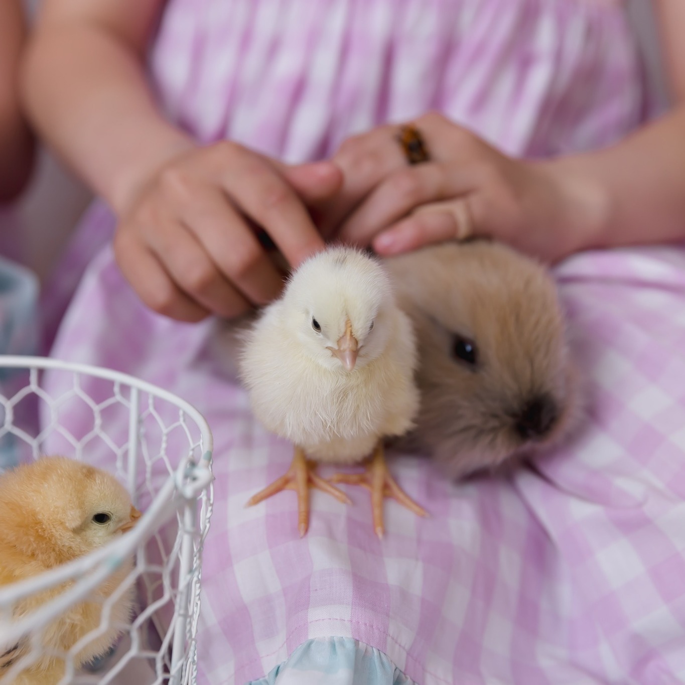I don’t think I’ll ever get over this…
Kids + baby animals = pure magic 🐥🐰✨
The excitement, the curiosity, the little squeals when the chicks start moving… it never gets old.
Every single session felt like its own little story, and I loved watching each child light up in their own way.
So grateful for all of you who came and trusted me with these memories 🤍
And to all the new faces I met—welcome, I’m so glad you’re here!