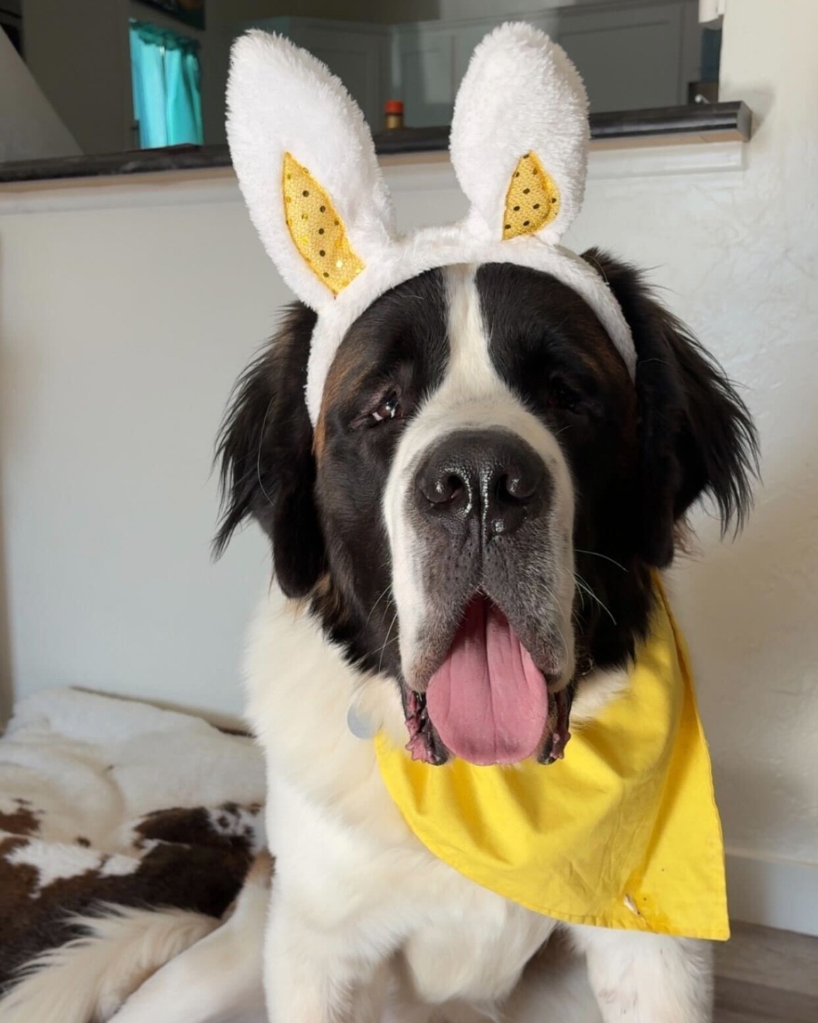 Happy Easter.
Do you have Easter pics of your babies?
SHARE! 💛
