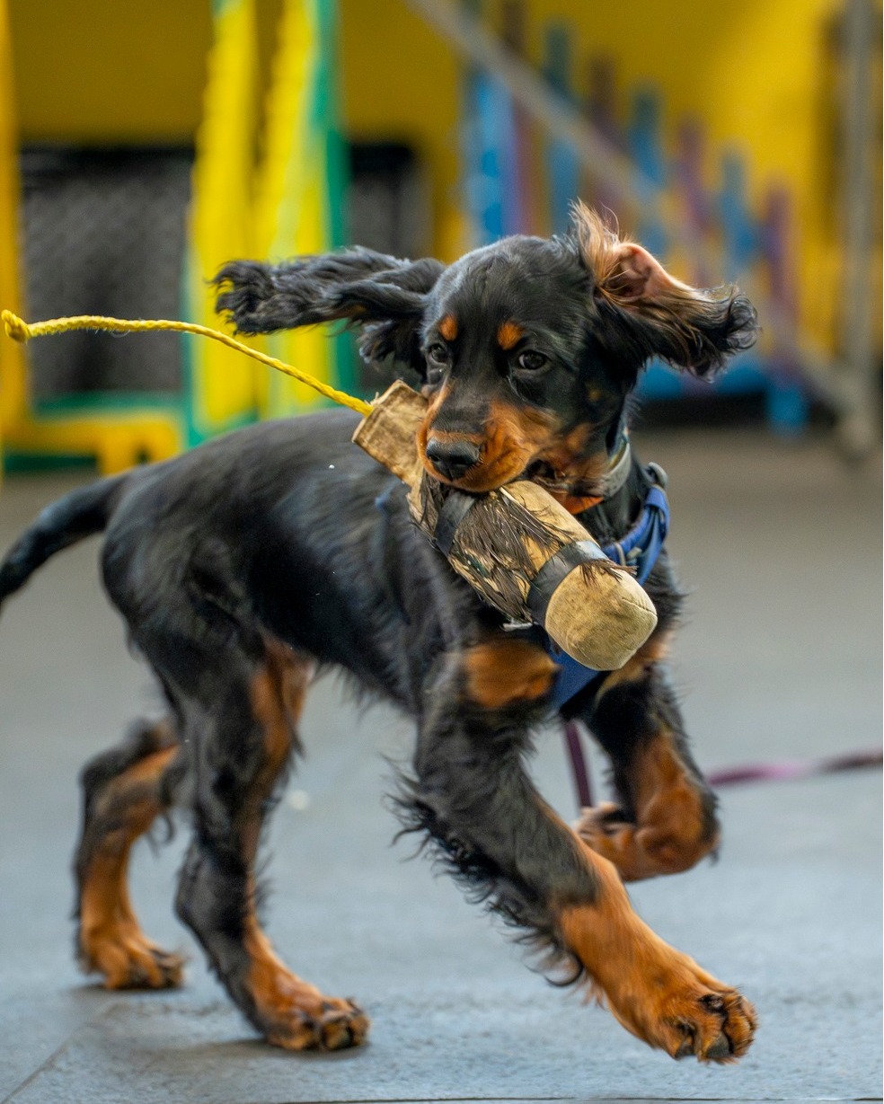 📸🐾 PHOTO DUMP TIME! 🐾📸
If you joined us for our Retriever Seminar with Cindy Leung last month, your pup might just be featured!
Missed out? Don’t worry, we’ve got more classes and seminars coming your way. Head over to our website to see what’s next and get your pup in on the fun!
🔗 www.CascadePetCamp.com
📲 (541) 354-2267
📍3085 Lower Mill Dr
Hood River, OR 97031
