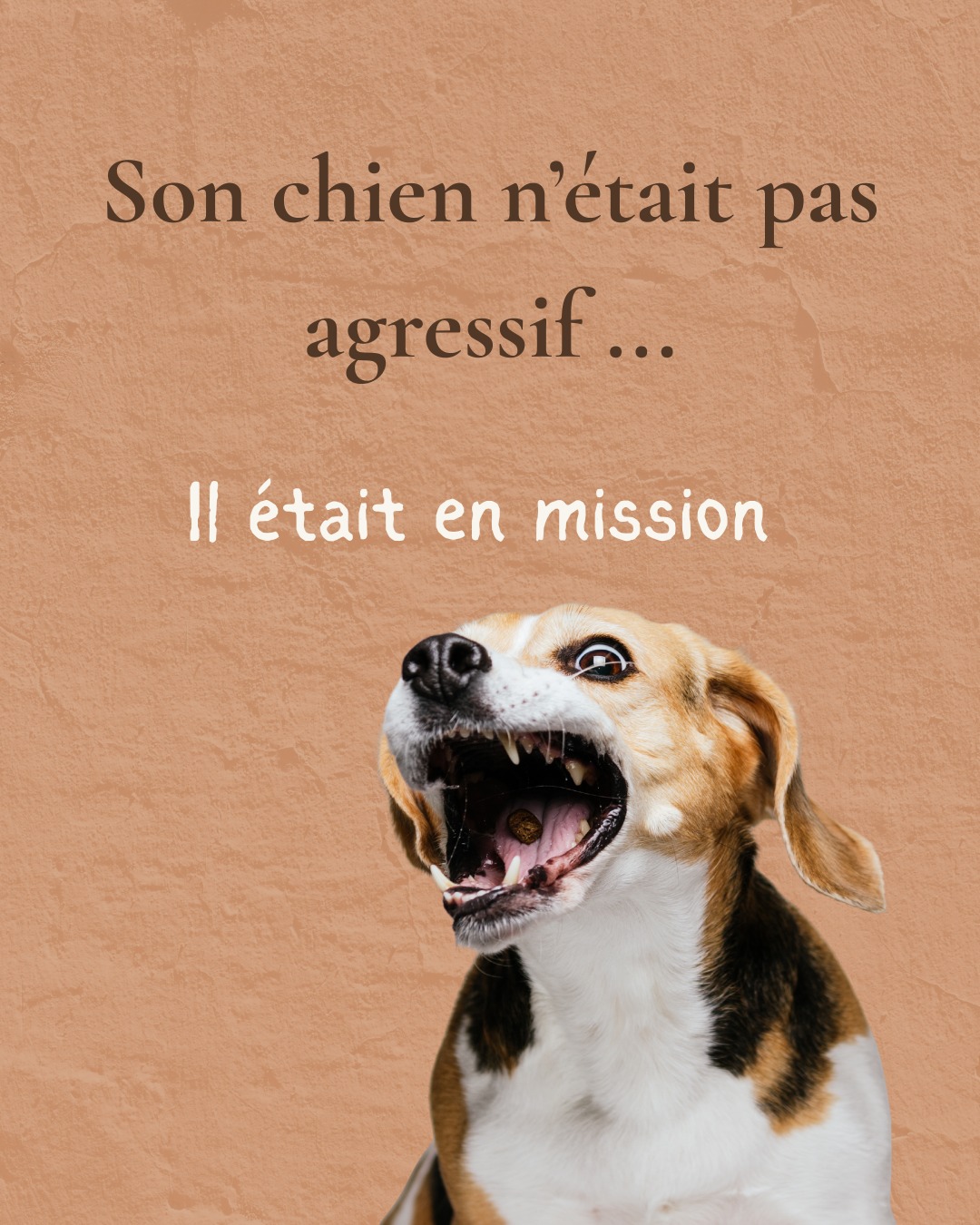 Quand Fred m’appelle, elle est à bout : son chien, Moyo, attaque tout le monde.
Pas un peu :
- impossible d’approcher quelqu’un
- impossible de le faire croiser des gens
- tension constante dès qu’une personne arrive
Sauf avec elle, avec elle, il est normal. Mais avec les autres… il change complètement.
Elle ne comprend plus. Elle a déjà tout essayé :
Vétérinaire.
Éducateur.
Compléments.
Collier apaisant.
Avec l’éducateur, tout se passe bien. Mais dès qu’il repart, tout recommence
Alors elle me dit simplement :
“Je ne sais plus quoi faire”
On commence la séance.
Au début, rien de particulier.
Pas de douleur.
Pas de problème physique.
Rien qui explique ce comportement.
Puis je lui pose une question simple :
“Pourquoi tu fais ça ?”
La réponse est immédiate.
“Je la protège”
Je creuse.
Et là…
Il m’envoie une scène. Précise :
Sa maîtresse.
Face à deux hommes.
Une tension.
Un danger.
Je le ressens clairement.
Je lui transmets.
Et à ce moment-là, il se passe quelque chose.
Un silence.
Puis elle me dit :
“Oui…”
Elle m’explique.
Elle a été agressée.
Une première fois, il y a quelques années.
Puis une deuxième, il y a un an, peu de temps avant l’arrivée de Moyo.
Avant de l’adopter, elle s’était dit qu’un chien pourrait la rassurer.
Qu’elle se sentirait plus en sécurité.
Avec le temps, elle pensait avoir dépassé ça.
Mais lui… avait compris que cela devait être sa mission
Moyo ne faisait pas “n’importe quoi”.
Il surveillait.
Il anticipait.
Il faisait en sorte que ça n’arrive plus jamais.
Mais à force de protéger, il attaquait
On a donc réajusté.
Pas en le corrigeant, mais en lui redonnant sa place et en lui expliquant
On a posé un cadre entre eux.
Un signal.
Pour qu’il comprenne quand il devait intervenir…
et quand il pouvait relâcher.
Quelques semaines plus tard, elle m’écrit.
- elle peut croiser des gens
- les balades sont redevenues normales
- il n’a plus attaqué
Et surtout… il s’est apaisé
Moyo n’était pas agressif : il portait quelque chose qui ne lui appartenait pas