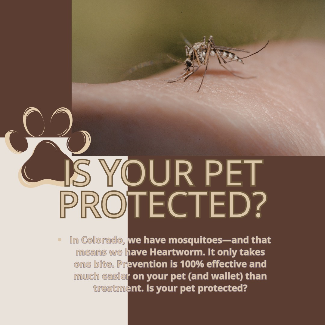 In Colorado, we have mosquitoes—and that means we have Heartworm.
It only takes one bite. Prevention is 100% effective and much easier on your pet (and wallet) than treatment.
Is your pet protected?
#HeartwormAwareness #PreventionIsKey #WRAH #HealthyPets