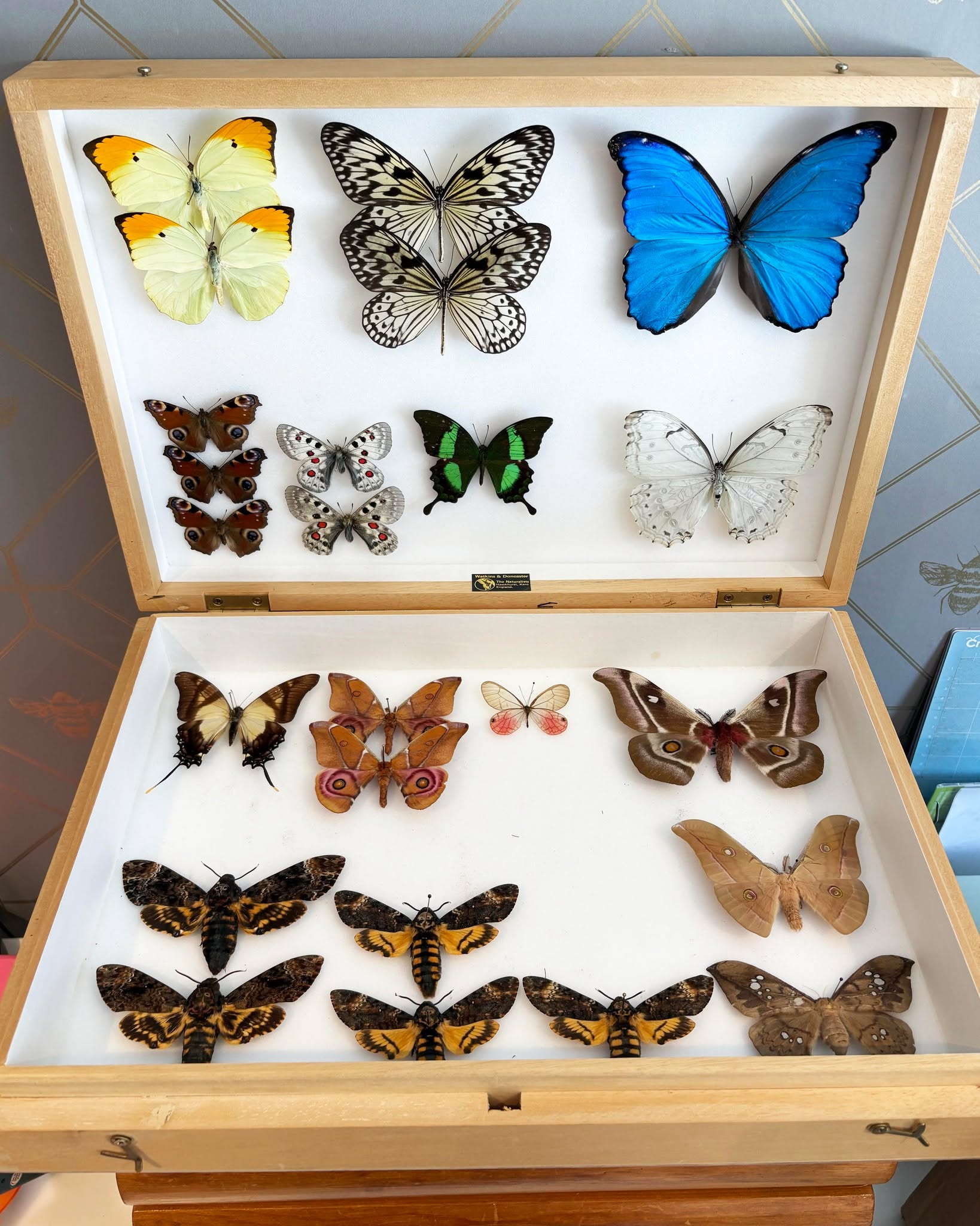 I think we can all agree the Giant Blue Morpho (Morpho didius) and Deaths Head Hawk Moth (Acherontia Atropos / Acherontia Lachesis) are up there with peoples favourite butterfly and moths!
#Entomology #OdditiesAndCuriosities #taxidermyart #NaturalHistory #EthicalTaxidermy #InsectCollection #insectart #ButterflyCollection #deathsheadhawkmoth
