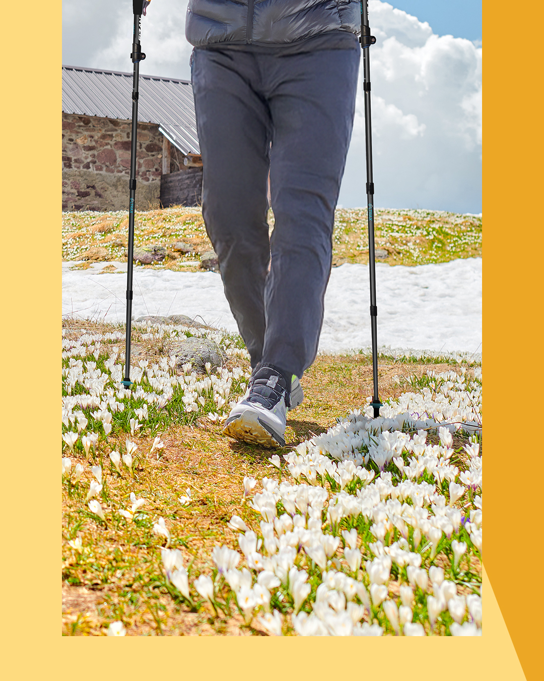 In queste settimane la montagna cambia volto: basta salire un po’ sopra Roncobello, verso la zona di Pietra Quadra, per ritrovarsi a fare trekking immersi nei primi crocus della stagione. Sono tra i fiori più iconici delle quote alpine: li trovi già dai 1200–1800 metri, appena la neve si ritira, come se avessero fretta di ricordarci che l’inverno è davvero finito.
Durano poco, pochissimo: qualche settimana appena. Forse è proprio questa loro fragilità a renderli così speciali per chi cammina. Eppure sono fiori tenaci, capaci di bucare la neve e aprirsi al sole anche quando l’aria è ancora pungente. Per molti escursionisti i crocus sono un simbolo di ripartenza: il primo colore dopo mesi di bianco, il segnale che i sentieri tornano vivi.
È il momento perfetto per tirare fuori i bastoncini, lasciarsi guidare dal ritmo del sentiero e godersi quella sensazione rara di essere esattamente nel posto giusto, al momento giusto.
🌸 🌼 🌸 🌼 🌸 🌼 🌸 🌼 🌸 🌼 🌸 🌼 🌸 🌼 🌸 🌼 🌸 🌼
These weeks, the mountains are changing: just climb a little above Roncobello, towards the Pietra Quadra area, and you'll find yourself trekking amidst the first crocuses of the season. They are among the most iconic flowers of the Alpine altitudes: you can find them at 1,200–1,800 meters, as soon as the snow recedes, as if in a hurry to remind us that winter is truly over.
They last a short, very short time: just a few weeks. Perhaps it's precisely this fragility that makes them so special for hikers. Yet they are tenacious flowers, capable of piercing the snow and opening to the sun even when the air is still biting. For many hikers, crocuses are a symbol of a new beginning: the first color after months of white, the sign that the trails are alive again.
It's the perfect time to break out your walking poles, let yourself be guided by the rhythm of the trail, and enjoy that rare feeling of being in exactly the right place at the right time.
#roncobello #brembana #valley #crocus #nature #trepizzi #trekking #trekkingpoles #walking #maggio #bivac #bivacco #flowers #trekkingflowers #compact #spring #altitudine #photography #photo #cut #design