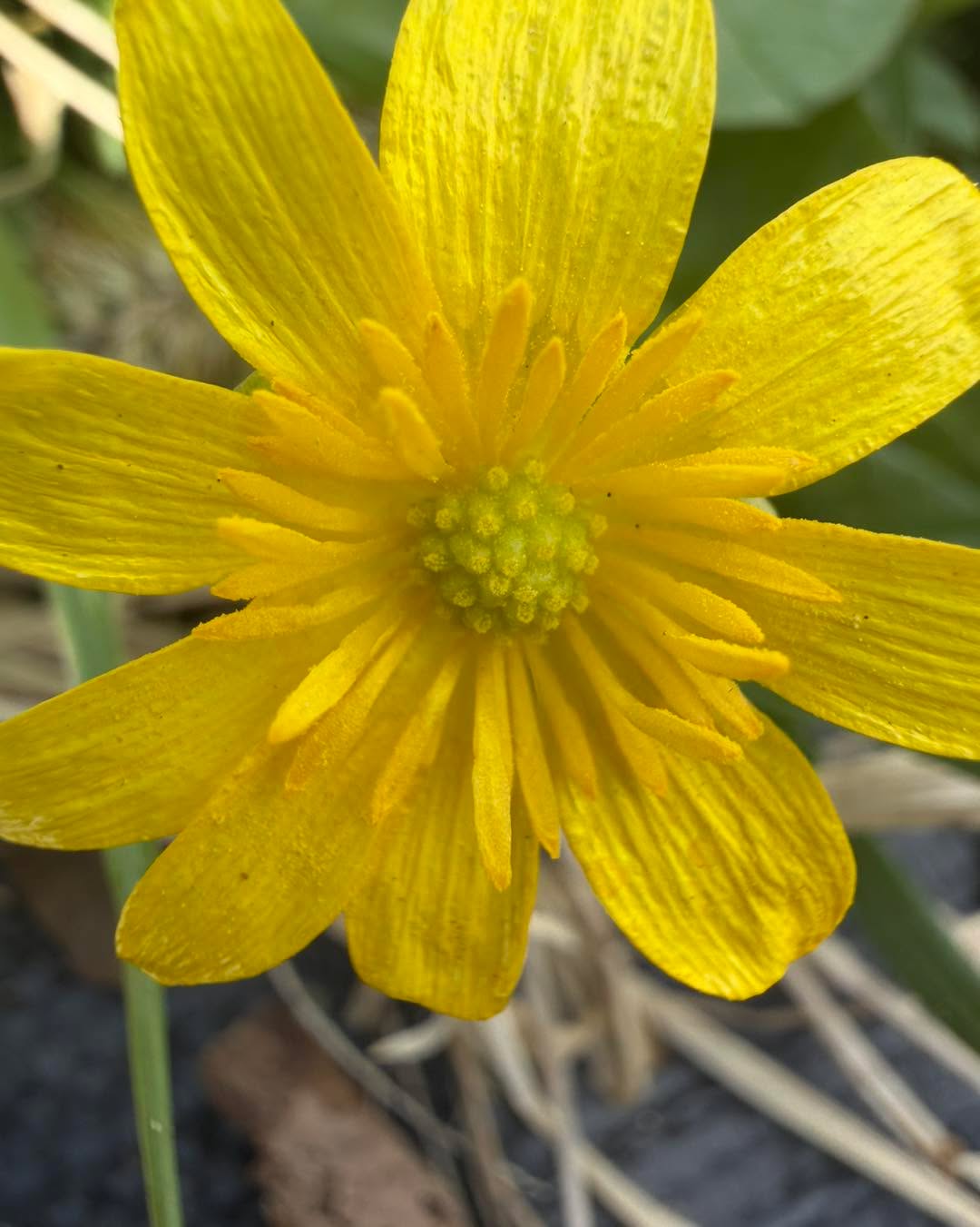 🐰 Hop over for a visit and see spring in the garden this Sunday. Open garden 10-12. 🌷