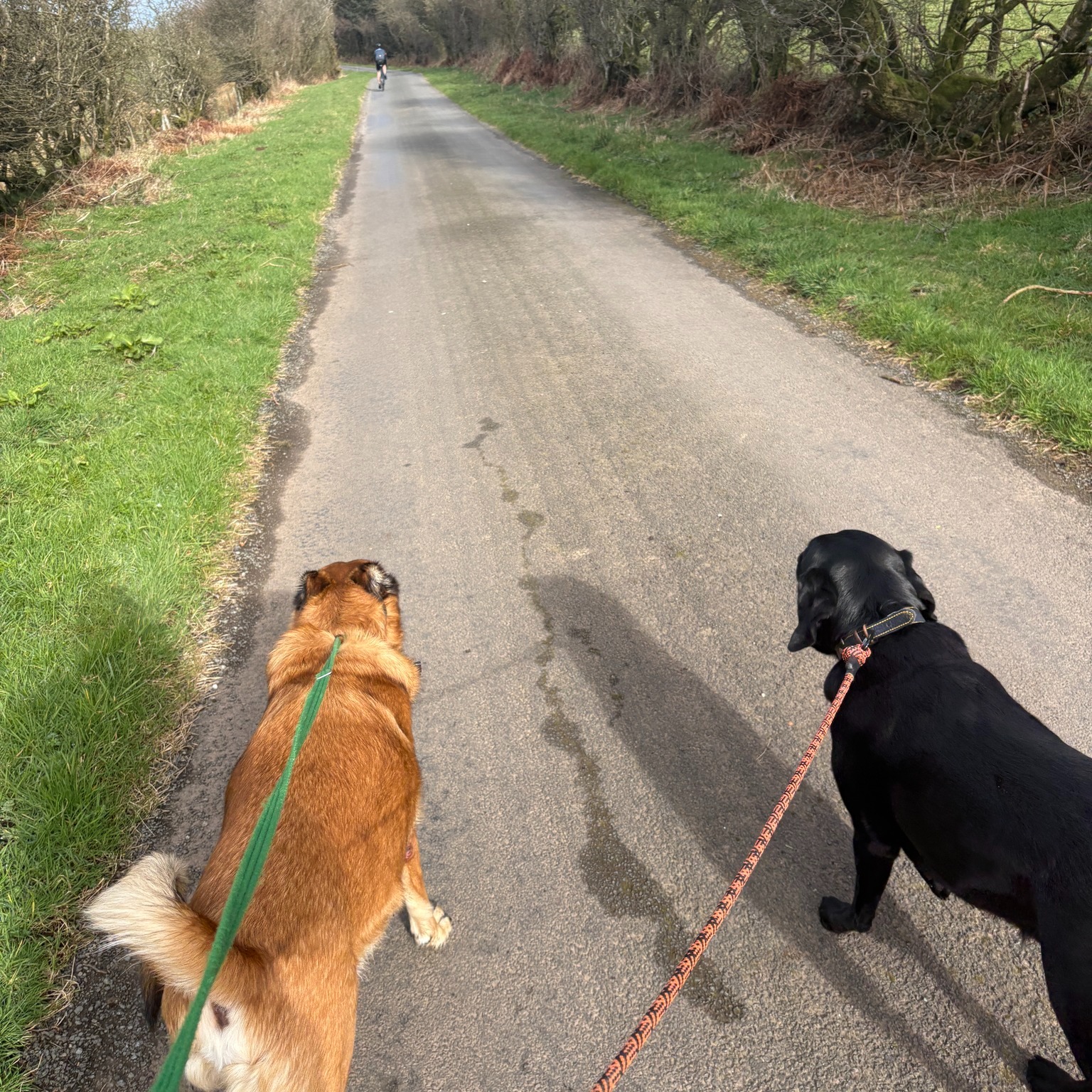 Daryl and Dougie 🤩