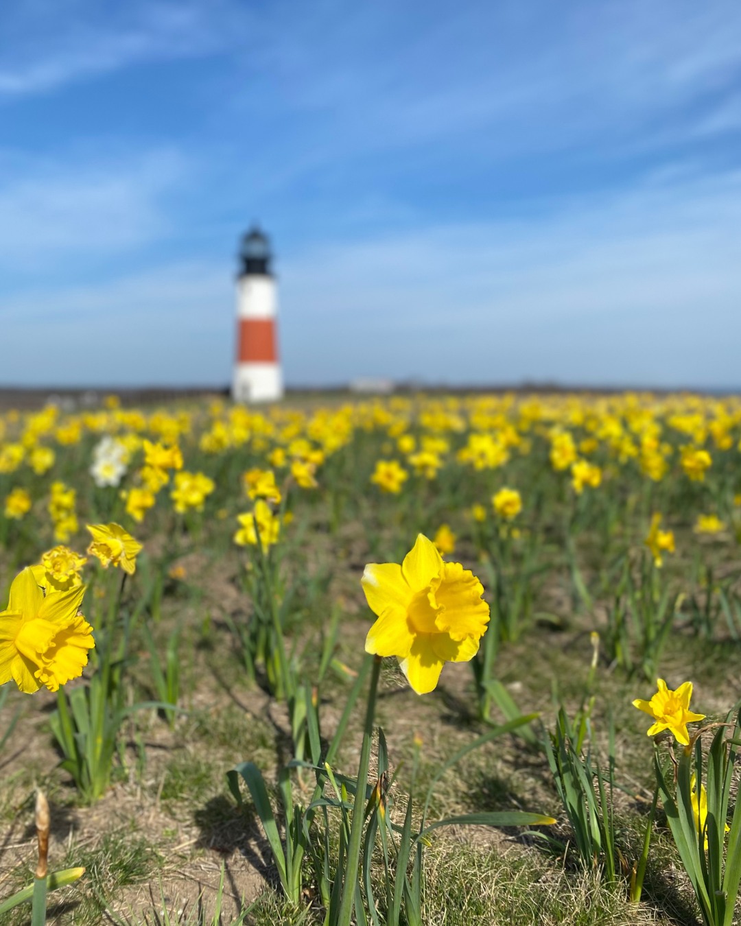 It’s officially Daffy month! 🌼
This year’s annual Daffy Weekend marks a massive milestone: the 50th festival here on Nantucket! It’ll be a weekend full of community favorite traditions, from the iconic antique car parade and flower show to plenty of family-friendly activities.
Mark your calendars: April 23rd–26th 🗓️ One weekend closer to days back on the water!