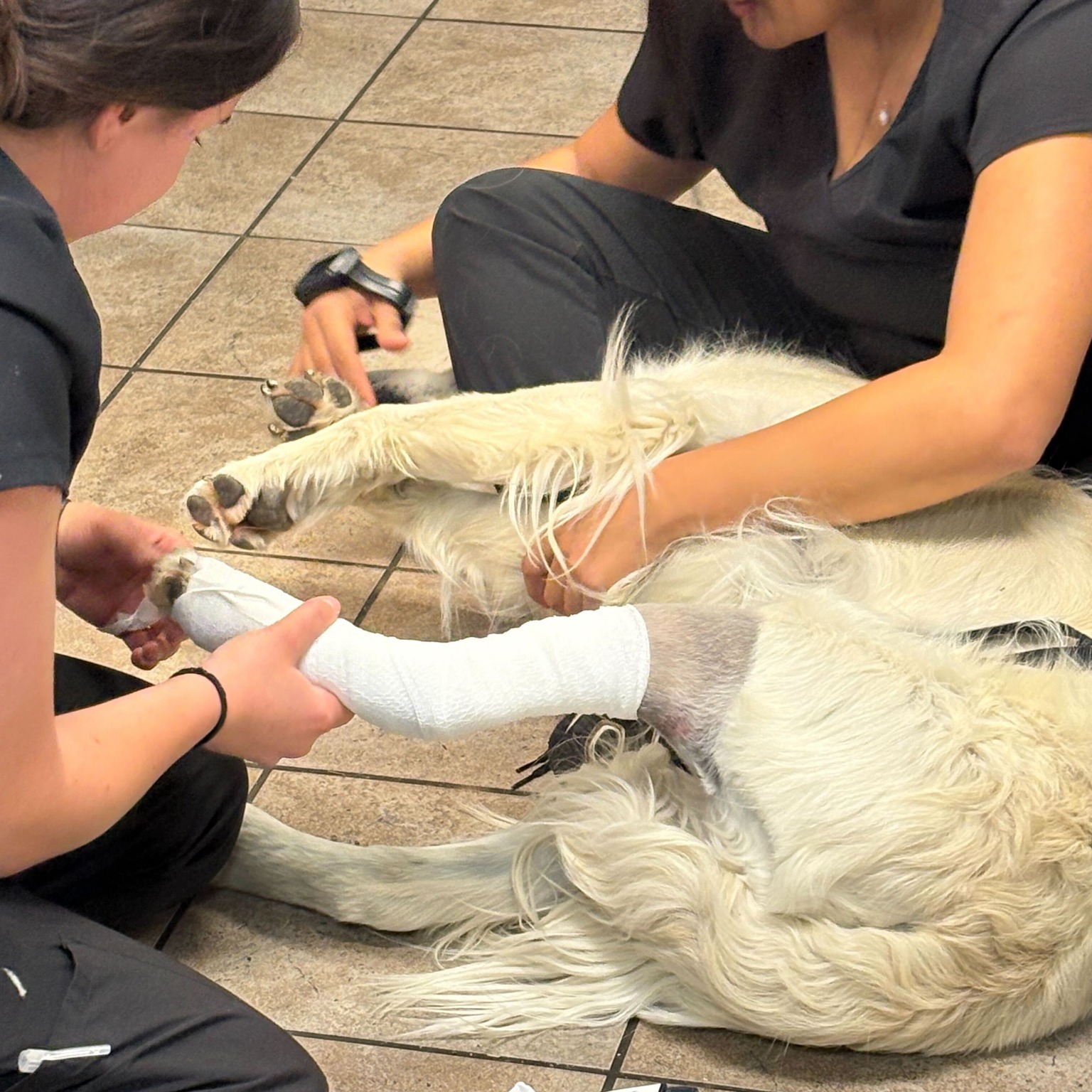 Sometimes you just gotta get the right angle! At West Ridge Animal Hospital, we know that the big silver exam table can be a little intimidating for some of our friends.
That’s why you’ll often find our doctors right down on the floor, meeting our patients at their level. By staying low and moving slow, we can perform a thorough exam while keeping stress levels down and tails wagging. It’s all part of our commitment to a Fear-Free experience for every WRAH Warrior!
#FearFreePets #WestRidgeAnimalHospital #GreeleyVets #PatientComfort #LowStressHandling #VetLife #GreeleyCommunity