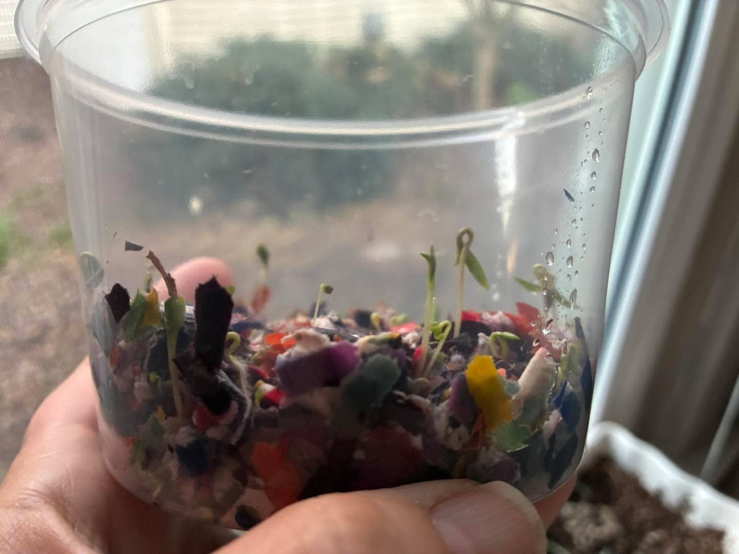 Hello, Spring. My seeds from Saturdayâs seed bomb activity at Milton Community Center are sprouting! What about yours?
#miltoncommunitycenter