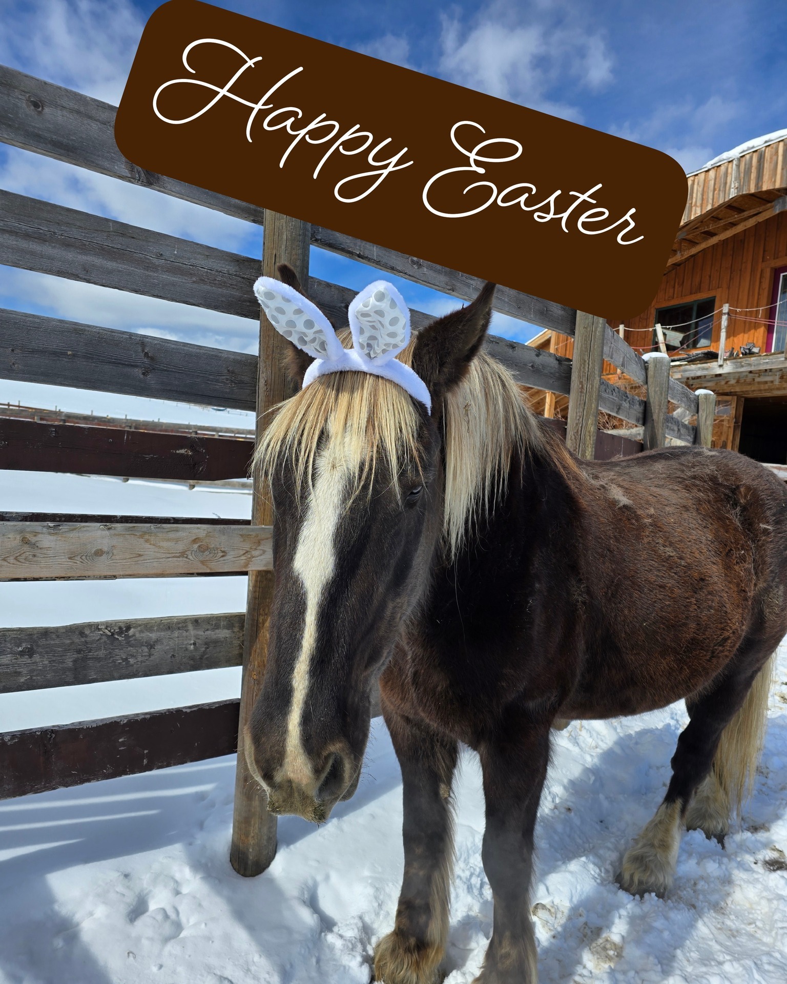 Happy Easter from some of the STALC herd!
#STALC #horses #Easter2026