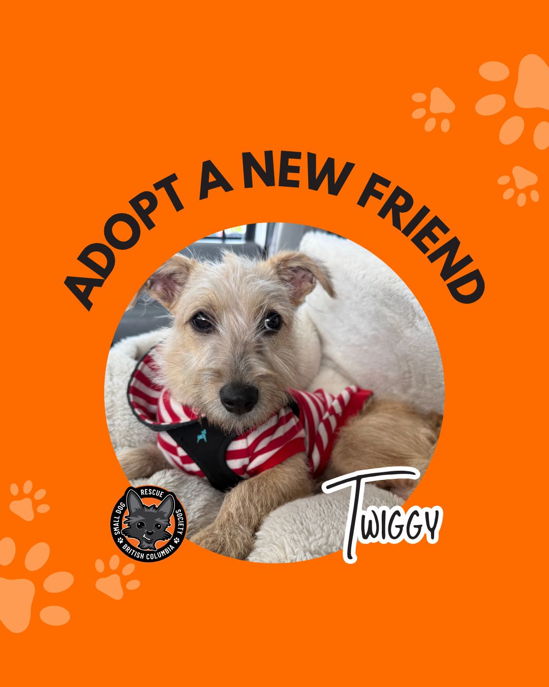 Twiggy is a tiny bundle of cute with a soft, sensitive side 💛🐾
At just 5 months old, this sweet Norfolk terrier mix is learning the world isn’t so scary—with the right person to guide her. She’s a little shy meeting new dogs, but with patience and slow introductions, she blossoms beautifully (she’s already living with a pack of 12!).
Silly, sweet, and full of potential—Twiggy just needs someone willing to go at her pace and help her grow into her best self.
📍Fostered in Langley, BC
✨ Ready to help this little girl shine? Find her full bio in the link our bio, application form is available in her bio on our site!
#RescueWithHeart #SDRBC #SupportRescueDogs #SupportLocalRescue #AdoptDontShop