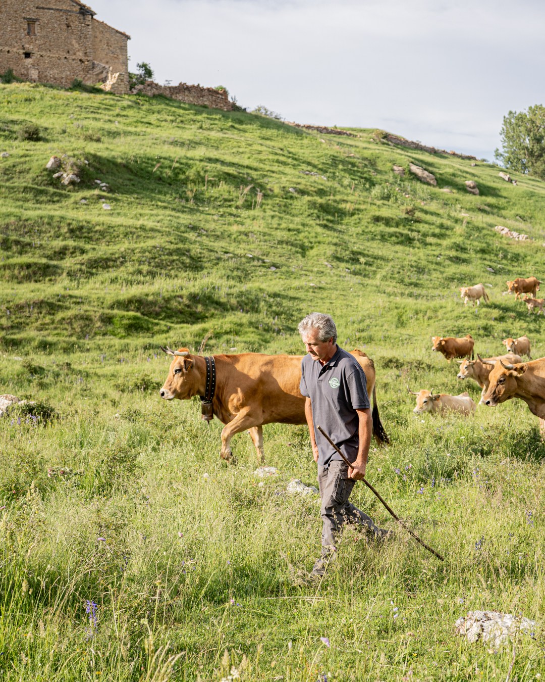 Ya falta poco para uno de los momentos más especiales del año 🐄🌿
Con la llegada del verano, nuestras vacas emprenden el camino hacia zonas más frescas y elevadas de la provincia de Teruel, como Mosqueruela y Linares de Mora. Allí, a más de 1.800 metros de altitud, encuentran pastos ricos y naturales que garantizan su bienestar durante los meses más cálidos 😍
La trashumancia es una forma de cuidar a los animales y al territorio: favorece la biodiversidad, respeta los ciclos naturales y mantiene vivos nuestros paisajes.
Muy pronto… volveremos a caminar ✨
#robres #carniceriaecológicarobres #transhumancia #terneraecológica #castellón
