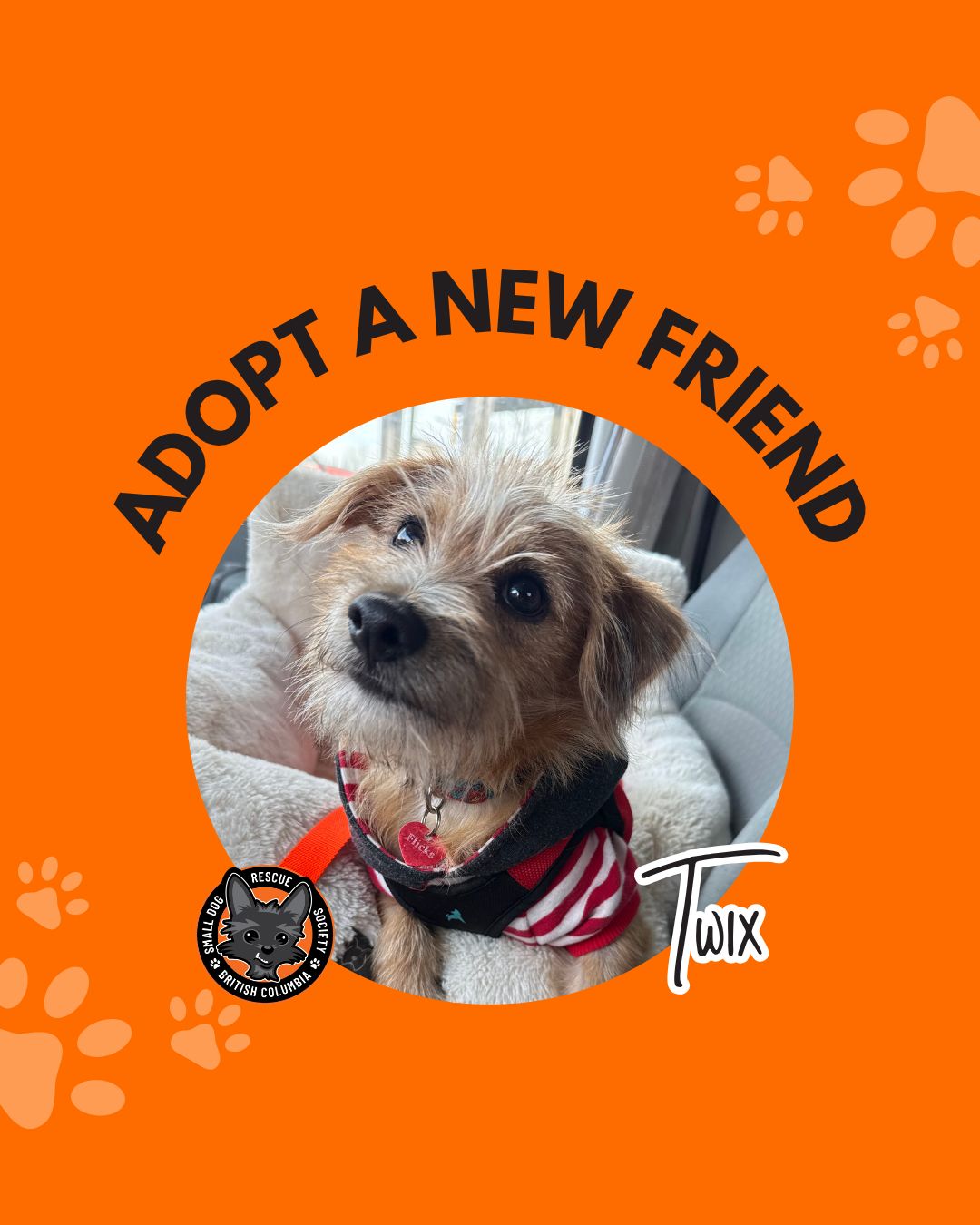 Twix may look like his sister Twiggy… but his personality is all his own 🐾
This 5-month-old Norfolk terrier mix is a gentle, “on his terms” kind of guy—give him a little time and he’ll warm up into the sweetest, silliest companion. He’d love a home with a confident dog buddy to show him the ropes and help build his confidence 💛
Not a bonded pair, just two adorable lookalikes ready to find their own perfect homes ✨
📍Fostered in Langley, BC
✨ Could Twix be your perfect match? Read his full bio & needs on our site; link in our bio, which includes an application form link.
#SupportLocalRescue #SupportRescueDogs #SDRBC #RescueWithHeart #AdoptDontShop