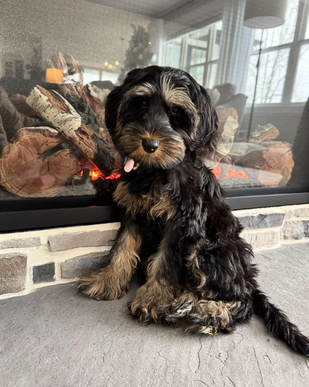 š¾ Testimonial Spotlight
Thereās nothing we love more than seeing our Australian Labradoodles thriving in their forever homes š¤
āWe had a wonderful experience getting our girl, Margot⦠She is calm, smart, and the perfect addition to our family.ā
That calm, confident transition⦠thatās what we work so hard for from day one š¶
Welcome home, Margot. Weāre so proud of you.
ā
Thinking about adding an Australian Labradoodle to your family? Weād love to connect.
#SouthernMeadowsDoodles #SMDPups #BestPawForward
#AustralianLabradoodle #LabradoodlePuppies #LabradoodleBreeder
#AustralianLabradoodlesOfInstagram #ALD #FamilyDog
#PuppyLove #CalmDogs #TherapyDogProspect
#DogsofInstagram #PuppyTraining #DoodleLife