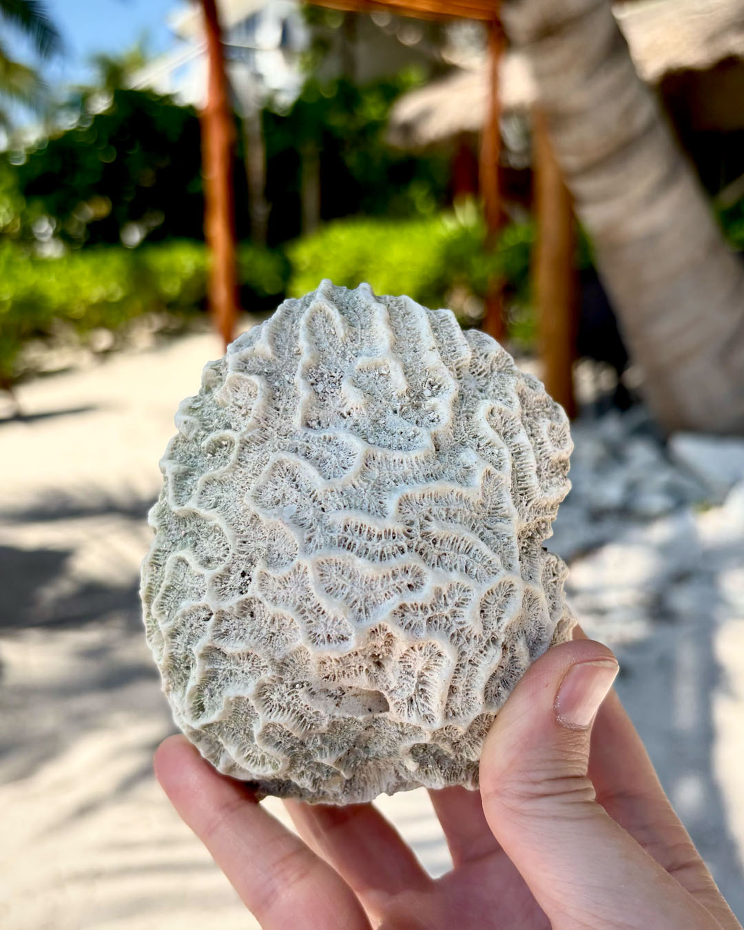 I've never seen real coral in person so I was pretty happy to find all these large pieces of coral 'rocks' on the perimeter of the beach at our hotel near Tulum. So many tiny lines and grooves, so many different shapes and textures, and so perfect for taking impressions for stamping!
A few weeks before our trip I had seen an Instagram reel where a person was using their kneaded eraser to take impressions of embossed/ debossed surfaces they encountered. As someone who keeps pretty elaborate travel journals, I was excited to try it for myself. What do you think of the results? I'm hoping to turn them into some sort of pattern.