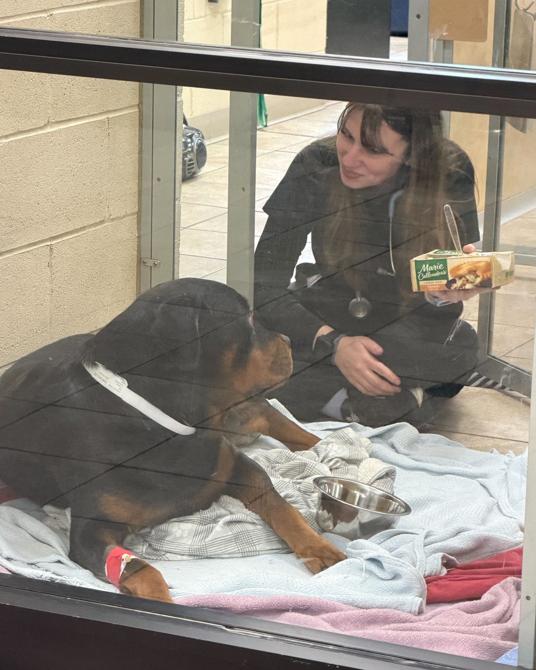 Lunch break or extra-special patient care?
At West Ridge, they’re the same thing! ❤️
When one of our patients is recovering from a procedure, we know that sometimes the best medicine isn't in a bottle—it’s companionship.
Here is one of our dedicated techs, enjoying her lunch right in the kennel to keep this sweet puppy company during recovery.
We don't just treat pets; we treat them like our own family. 🐾
This is the heart of what we do.
#WestRidgeAnimalHospital #GreeleyCO #VeterinaryMedicine #OurFamilyCaringForYours #VetTechLife #PatientCare #RottweilerLove
