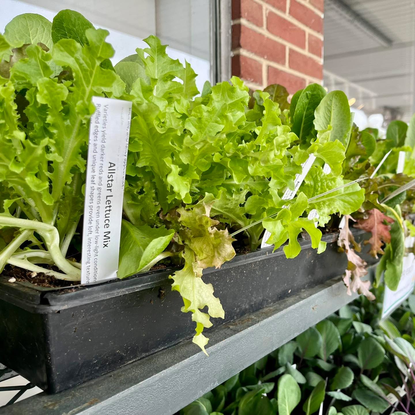Starter plants have arrived at the Co-op 🪴 One of our favorite local farms, Against The Grain, has provided these beautiful plants to help jumpstart your garden this year. More plants and starter herbs are still to come soon 🌱