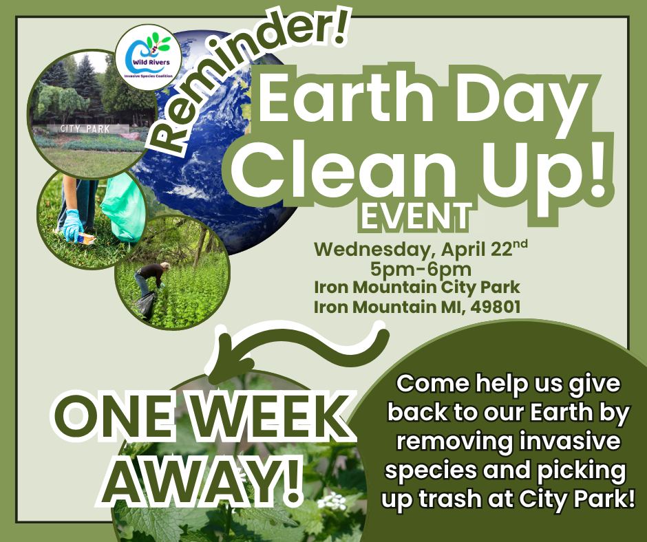 Don't forget! Earth Day is next 1 week! Come help us celebrate by giving back to our home planet and community by removing invasive Garlic Mustard and picking up trash at City Park in Iron Mountain!
Garlic Mustard spreads quickly through woodlots, outcompeting understory plants, including tree seedlings. Tiny seeds can be transported or blown around by vehicles. Garlic mustard produces allelopathic compounds that can limit seed germination in other species.
More Information: https://www.wrisc.org/events-1/earth-day-clean-up-at-city-park