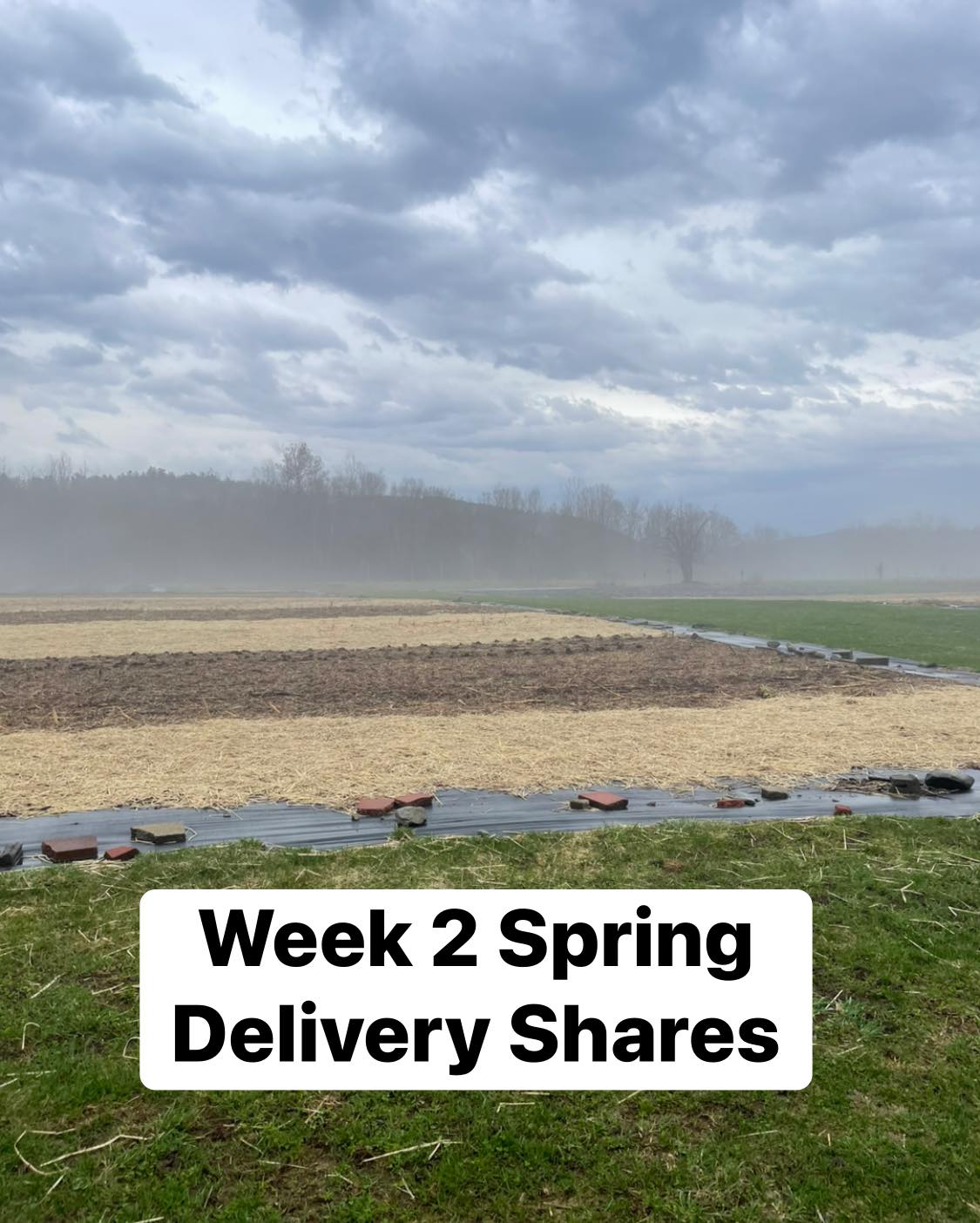 It’s week 2! Here’s the list for this week:
Small
Spinach x2
Lettuce
Baby greens
Frozen cherry tomatoes
Potatoes
Medium
+ kale
+ micros
Jumbos
+ extra potatoes
+ frozen peppers
+ extra greens x2