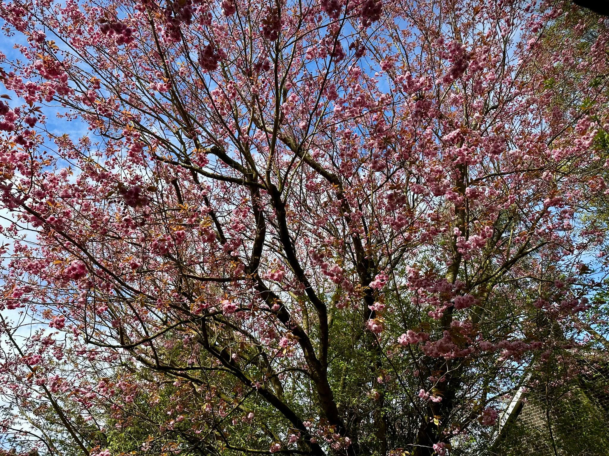 Blooming lovely! The blossom in the Boldons has certainly arrived. Please share your blossom photos with us when you're out and about. Such a wonderful sign of spring. 🌸